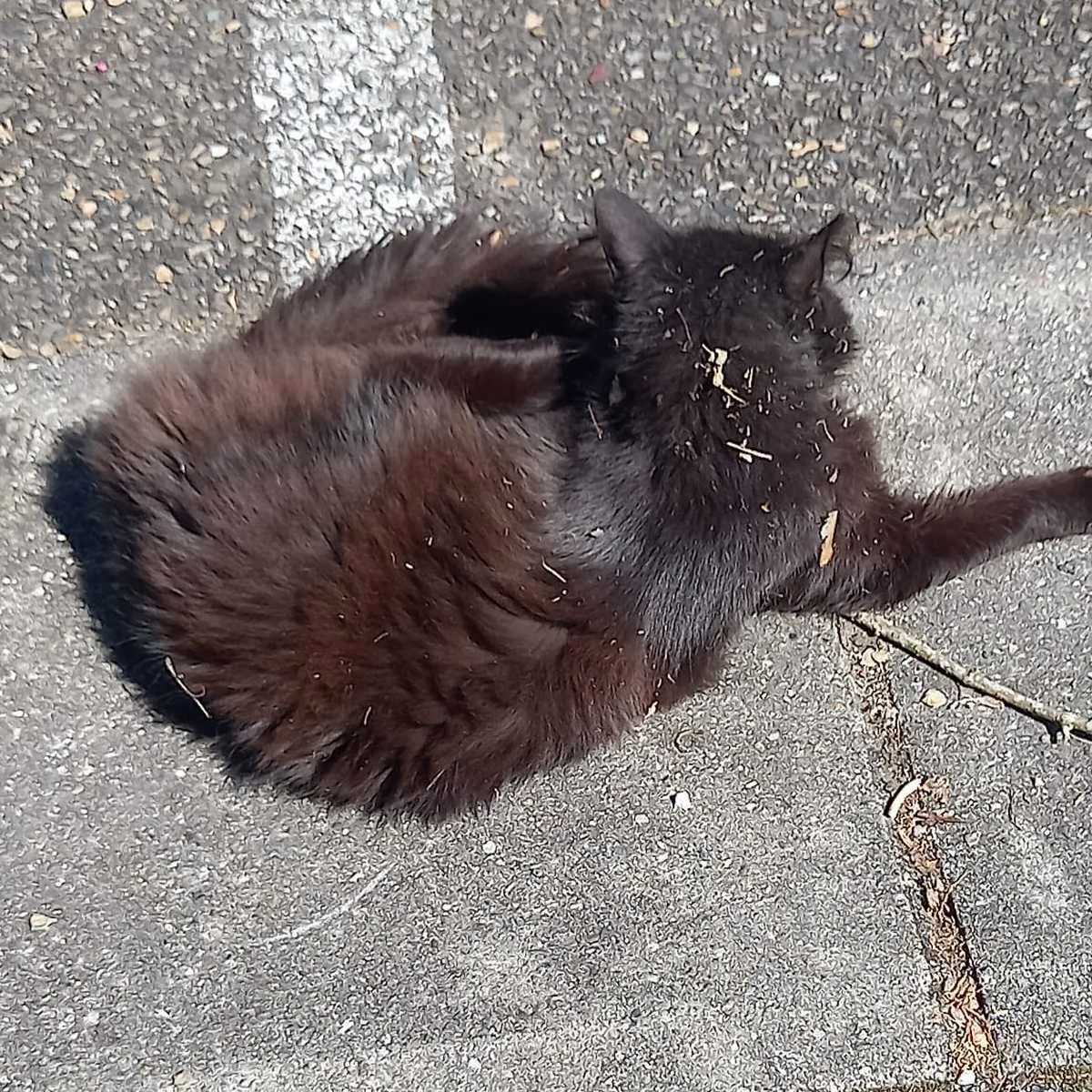 cagnotte cause animale