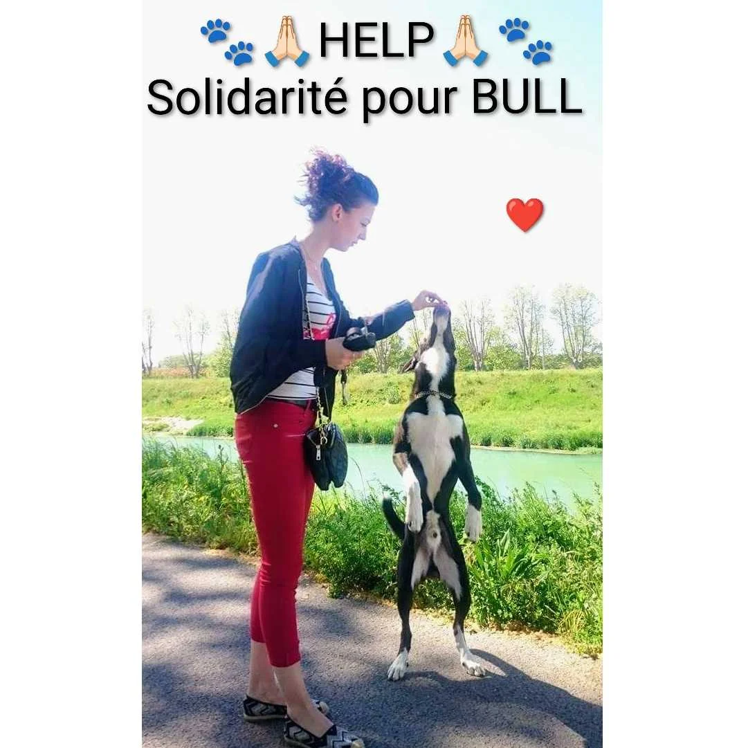 cagnotte cause animale