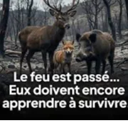 cagnotte association