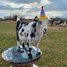 cagnotte anniversaire