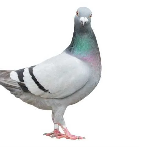 cagnotte pot de départ