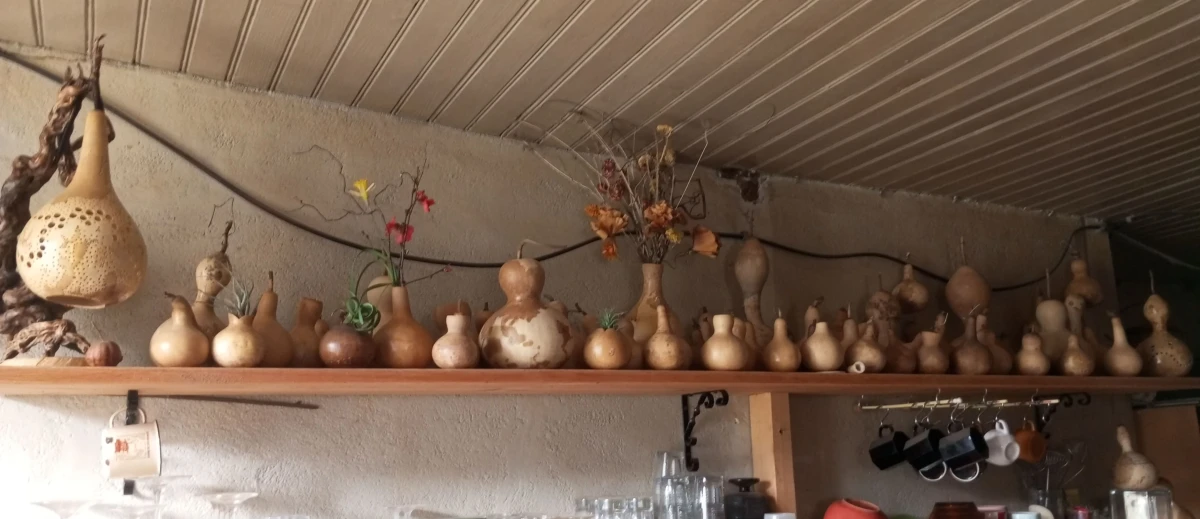 Calebasses cultivées aux Lucioles du Chambariol