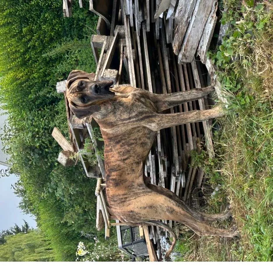 cagnotte cause animale