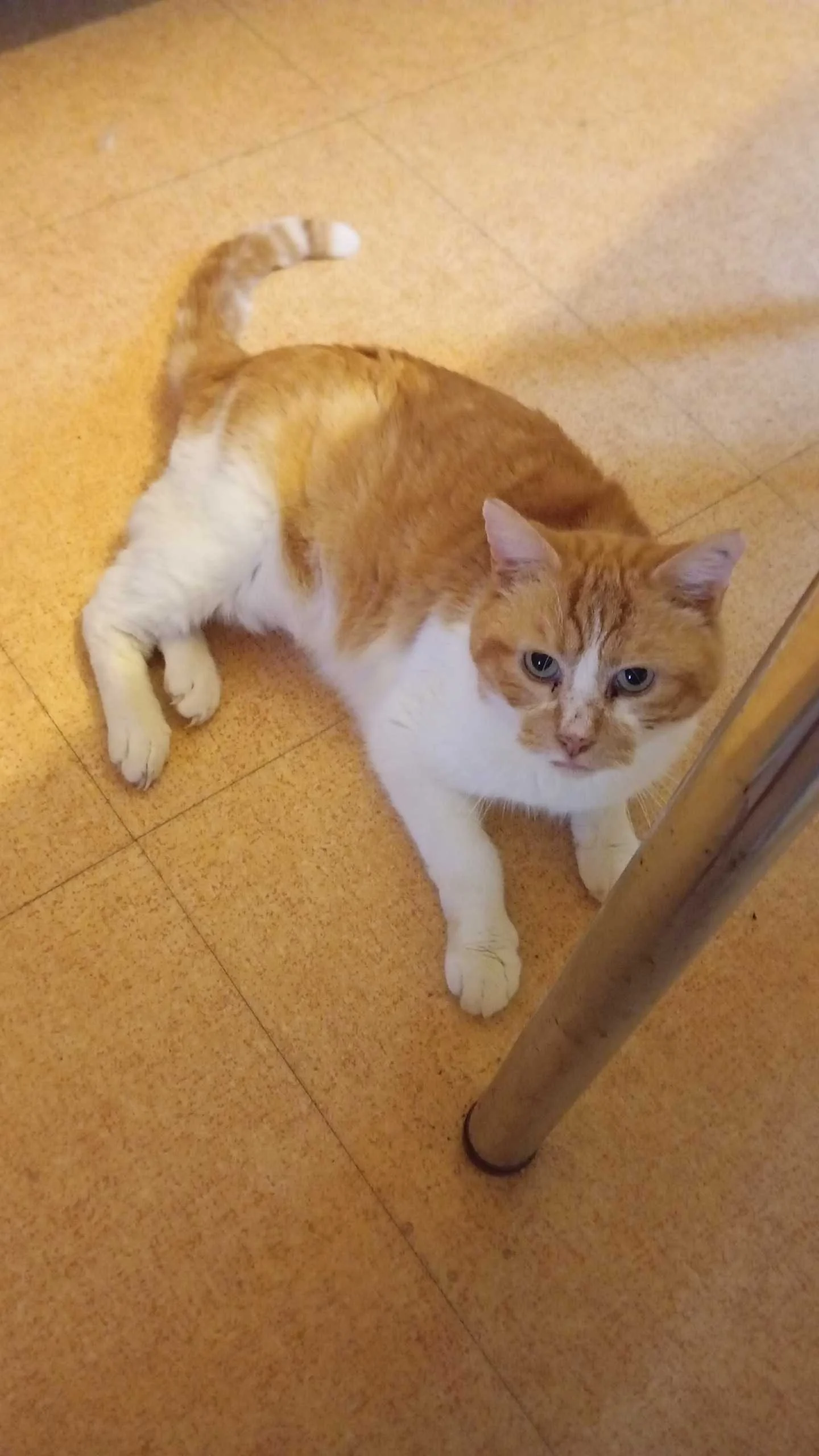 cagnotte cause animale