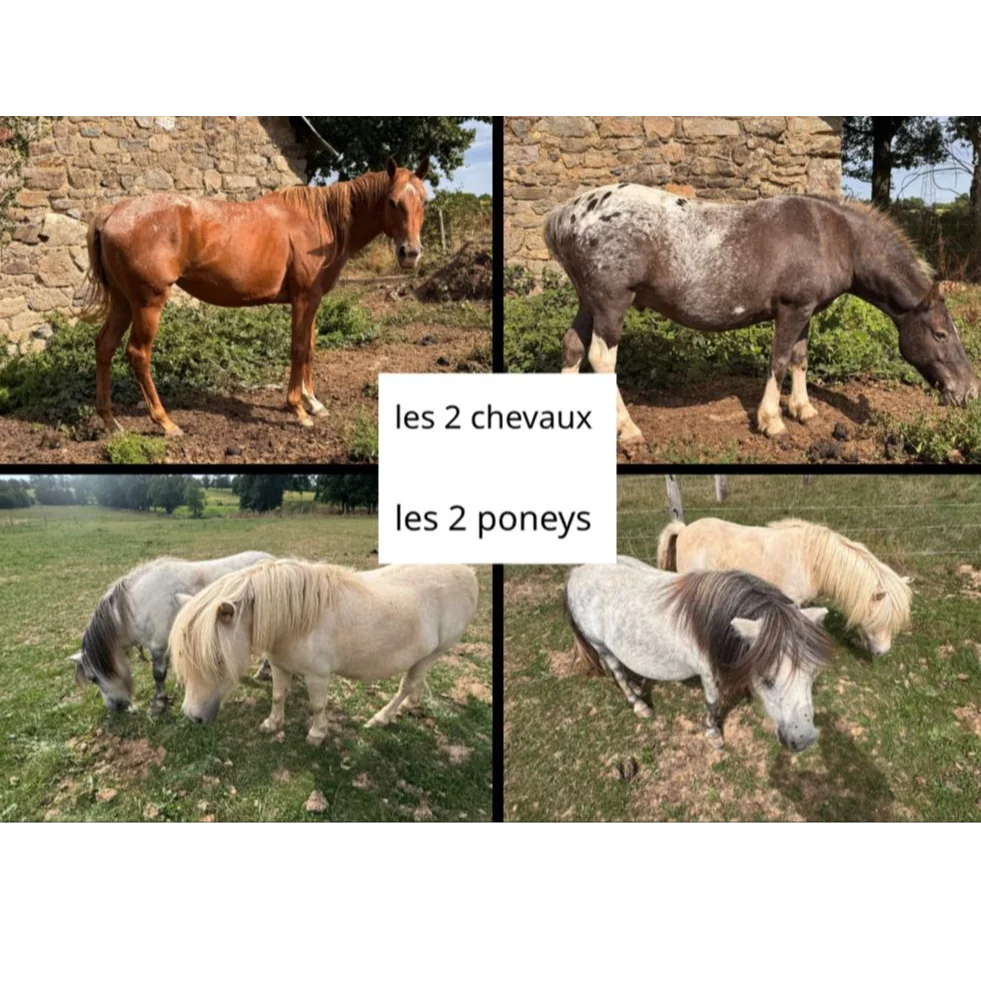 cagnotte cause animale