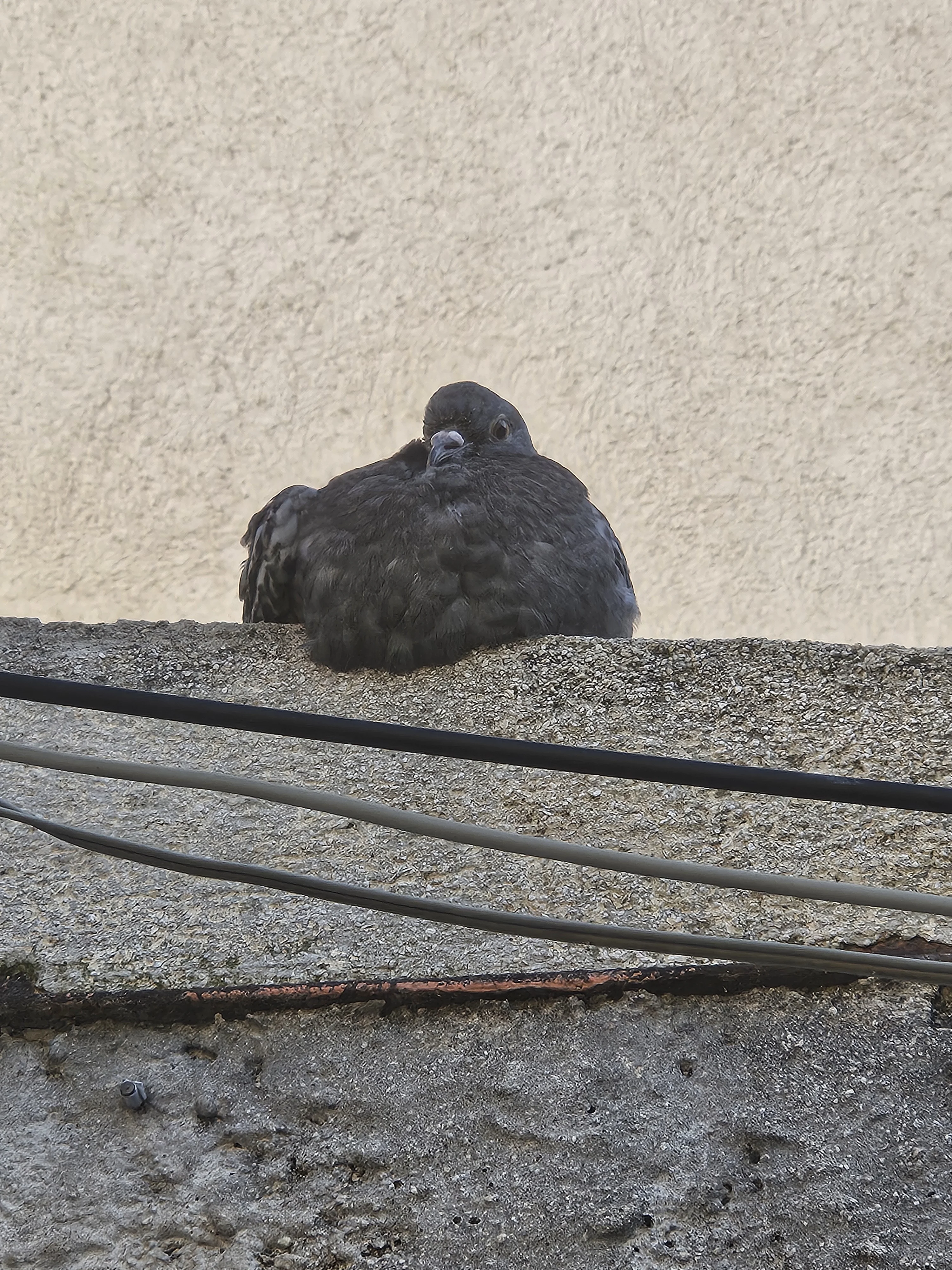 cagnotte cause animale