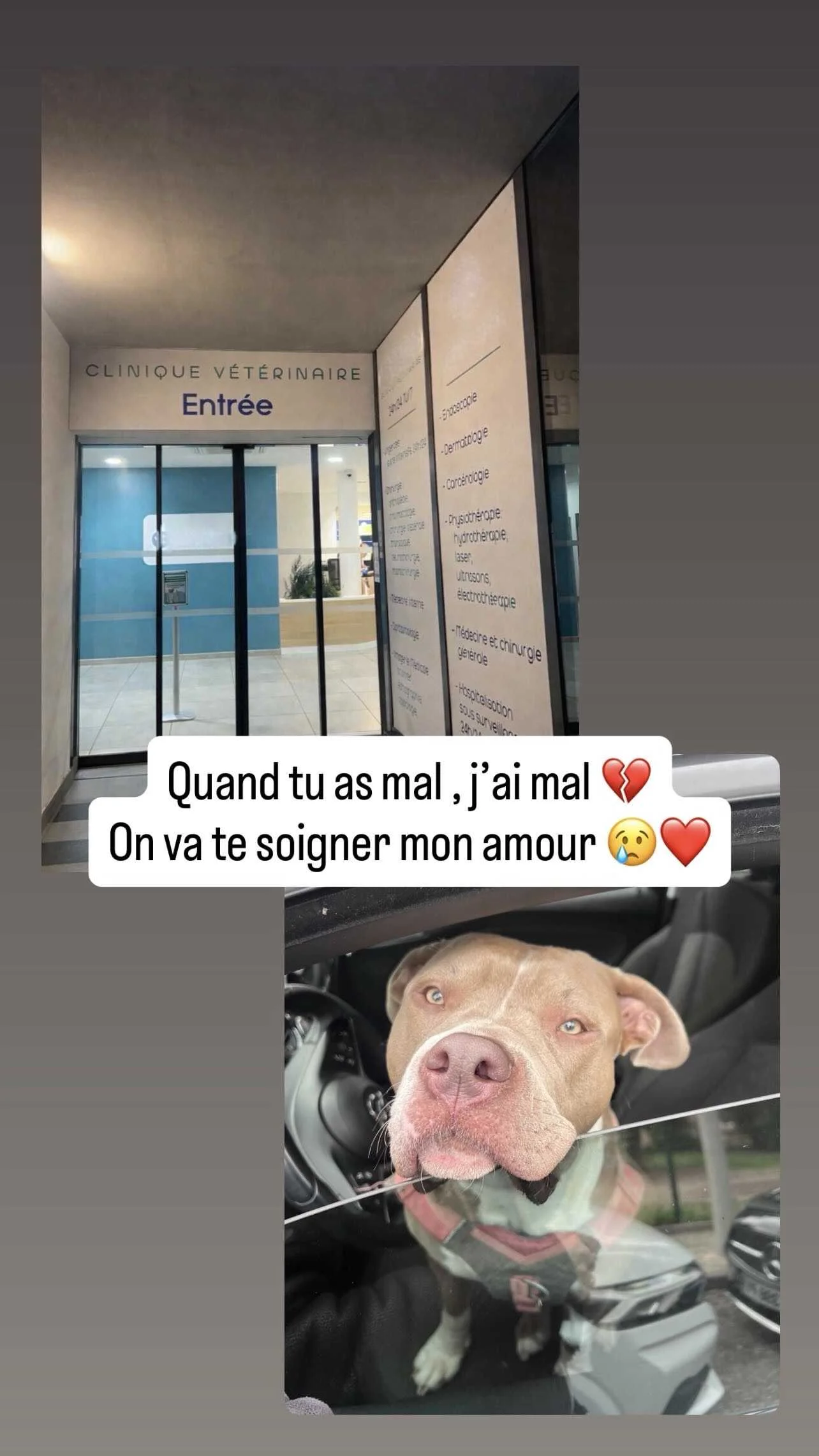 cagnotte cause animale