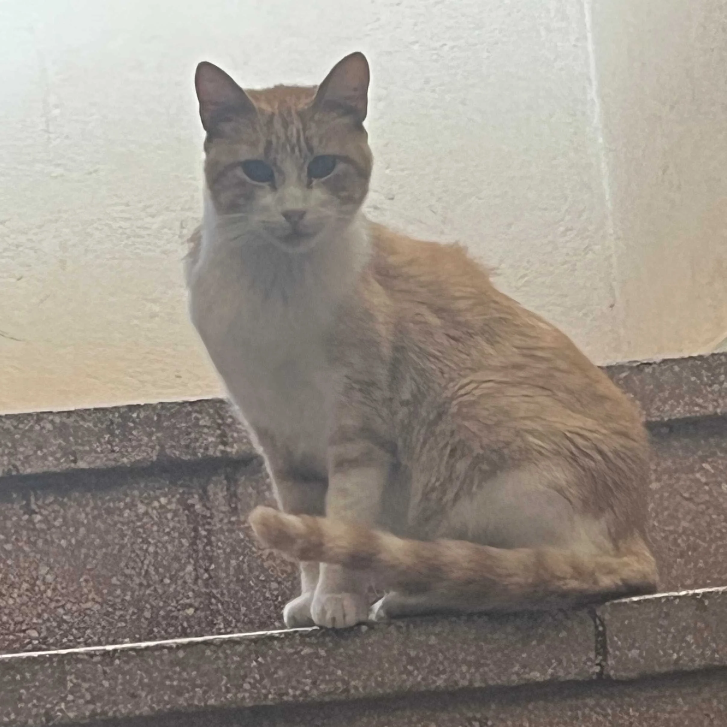 cagnotte solidarité