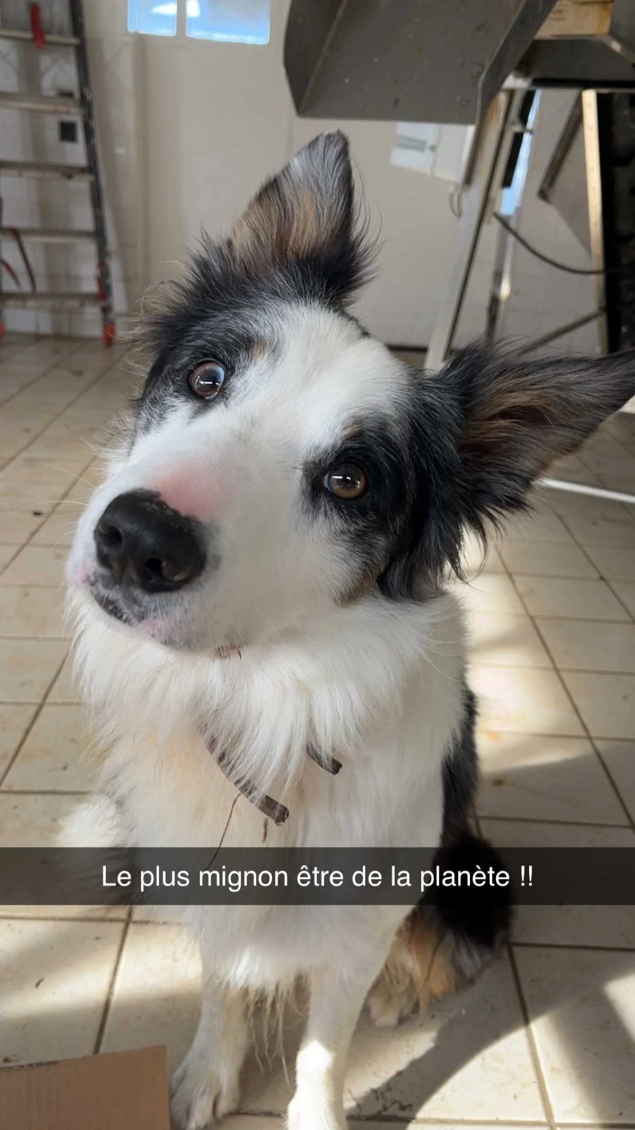 cagnotte cause animale