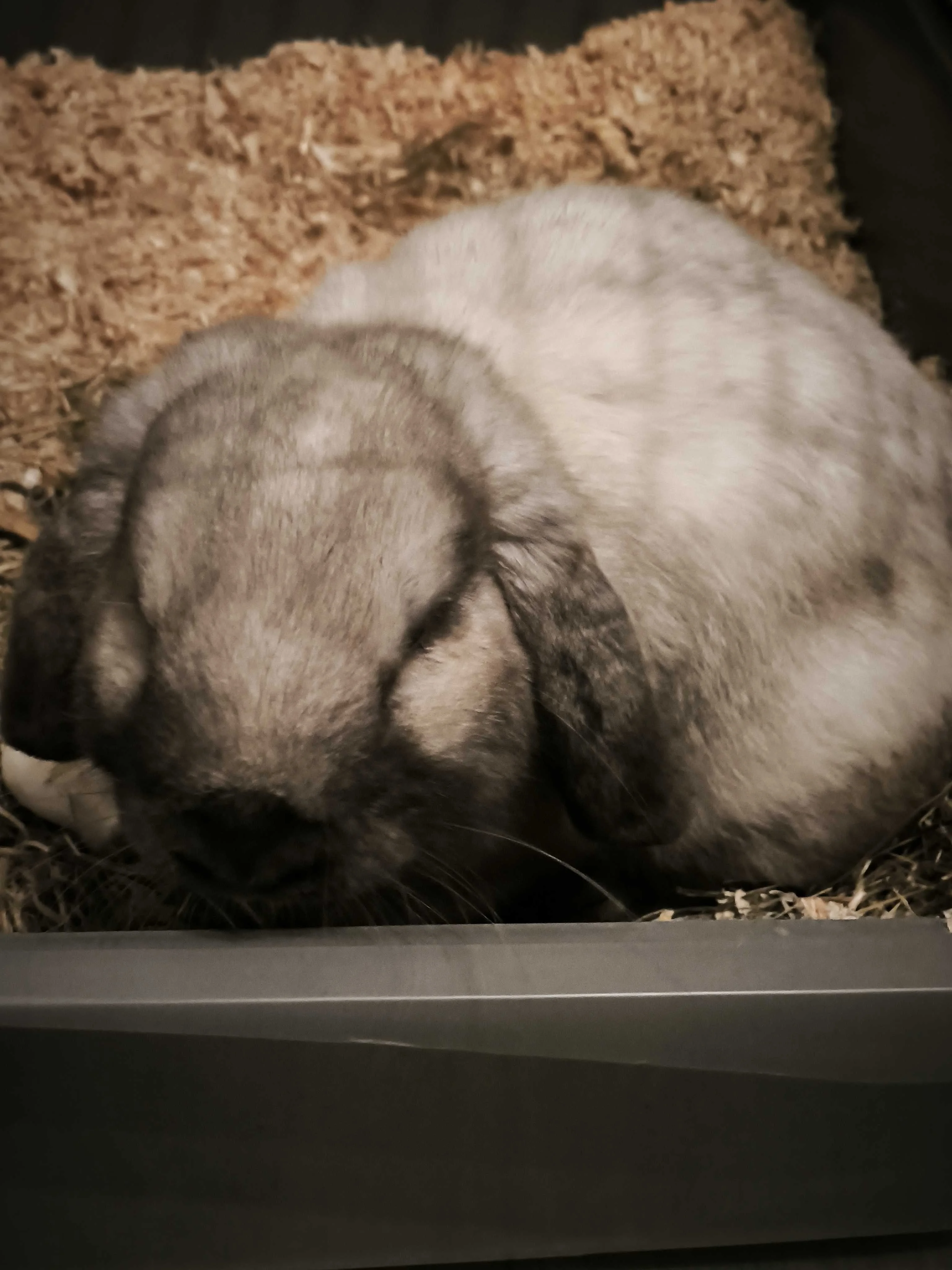 cagnotte cause animale