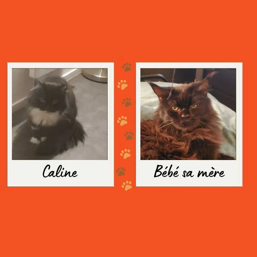 cagnotte cause animale
