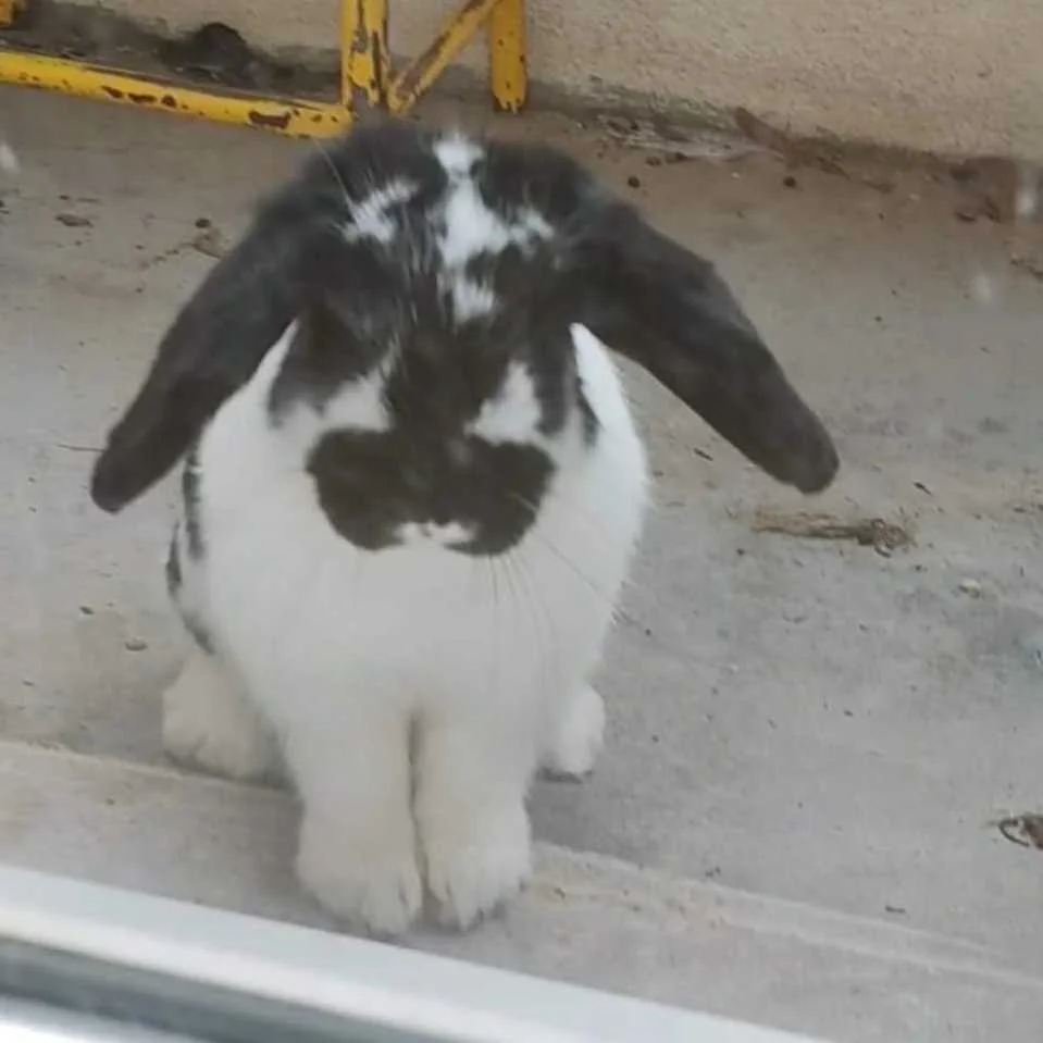 cagnotte cause animale