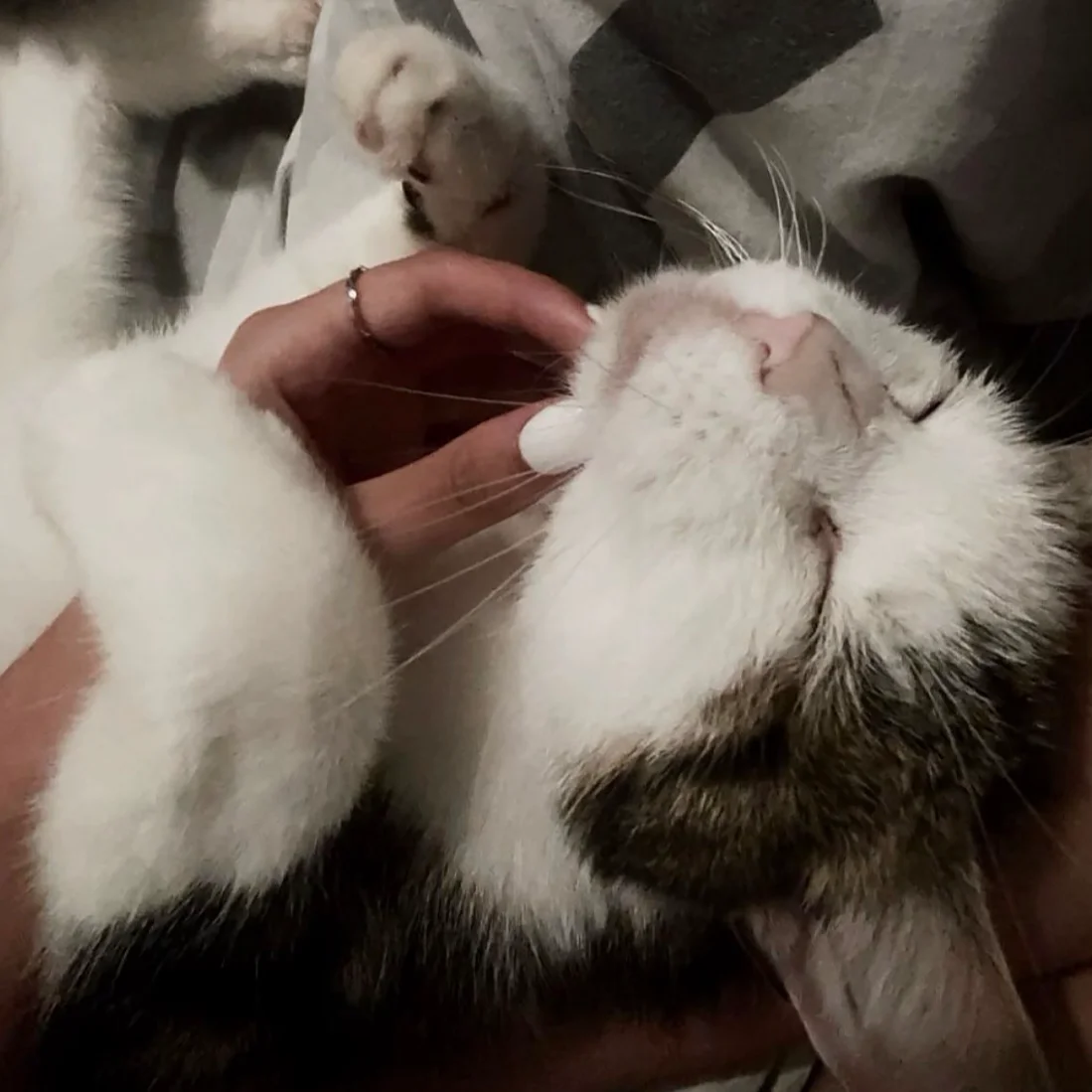 cagnotte cause animale