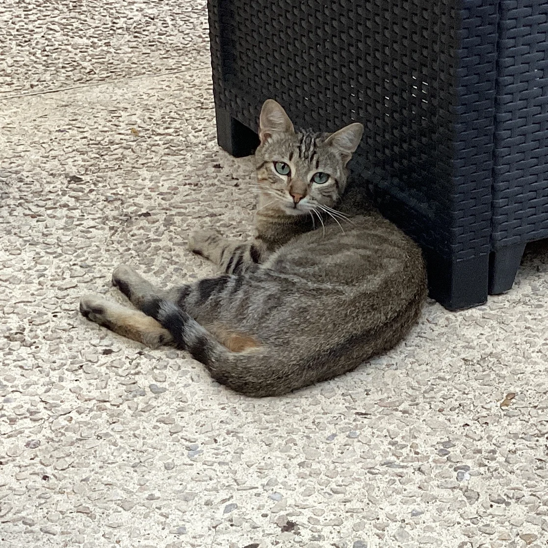 cagnotte cause animale