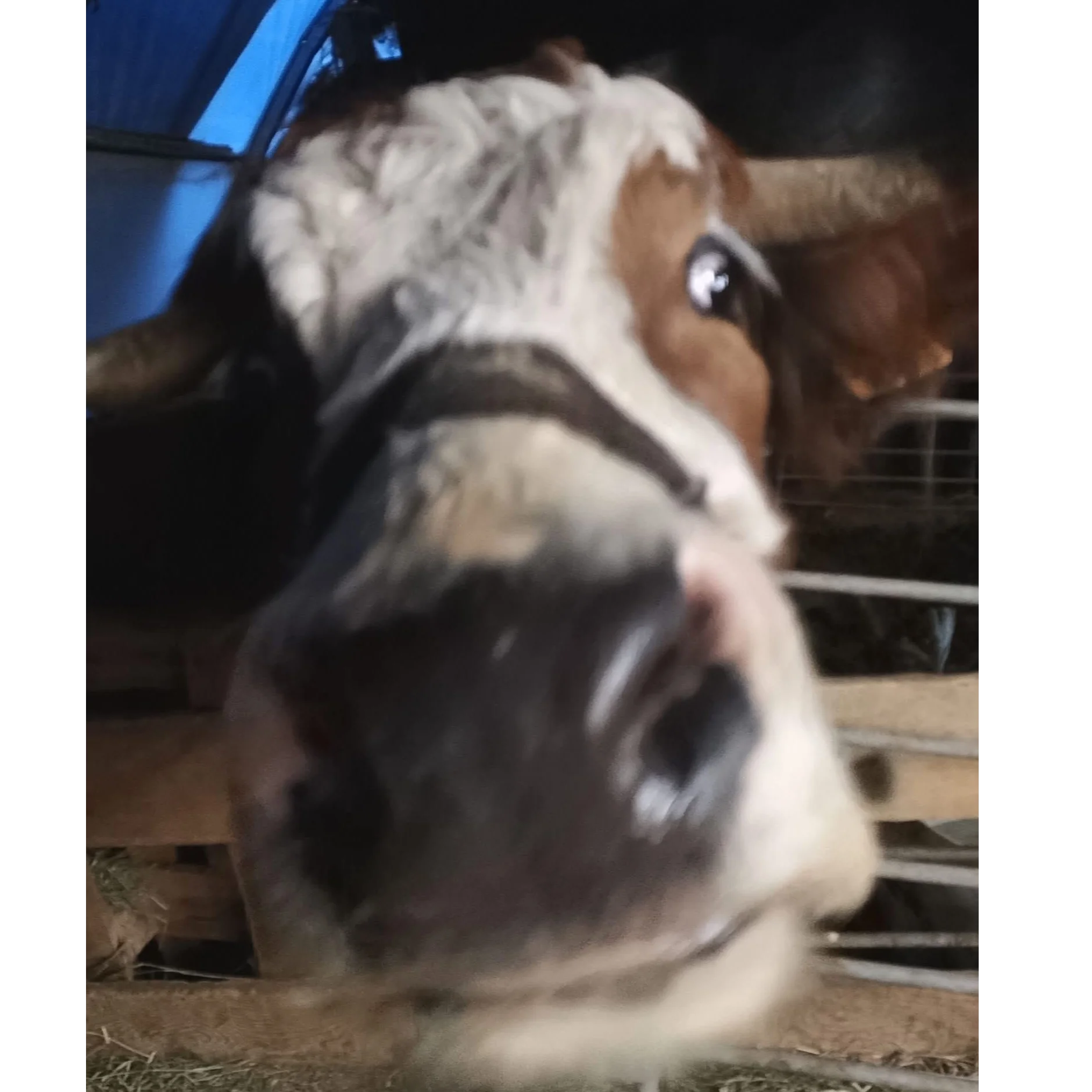cagnotte cause animale