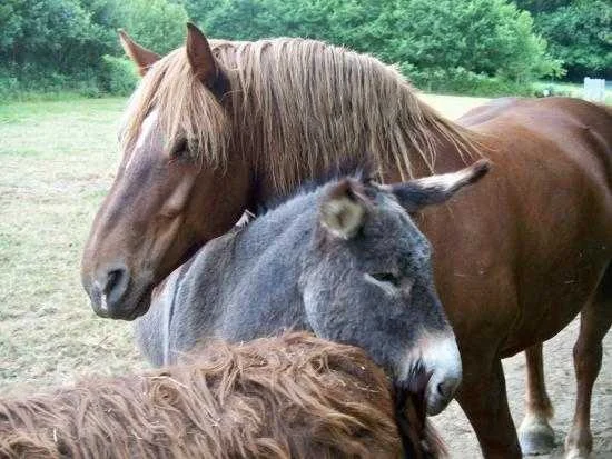 cagnotte cause animale