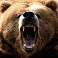 cagnotte cause animale