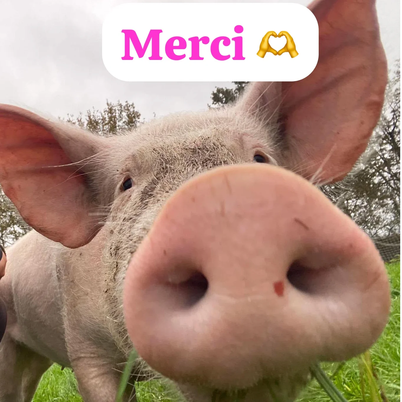 cagnotte cause animale