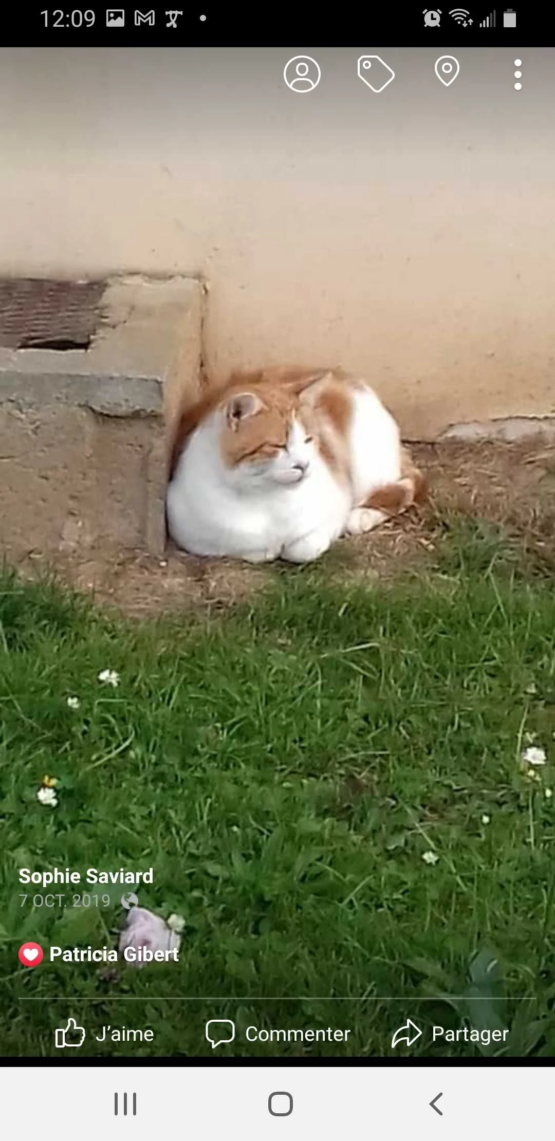 cagnotte cause animale