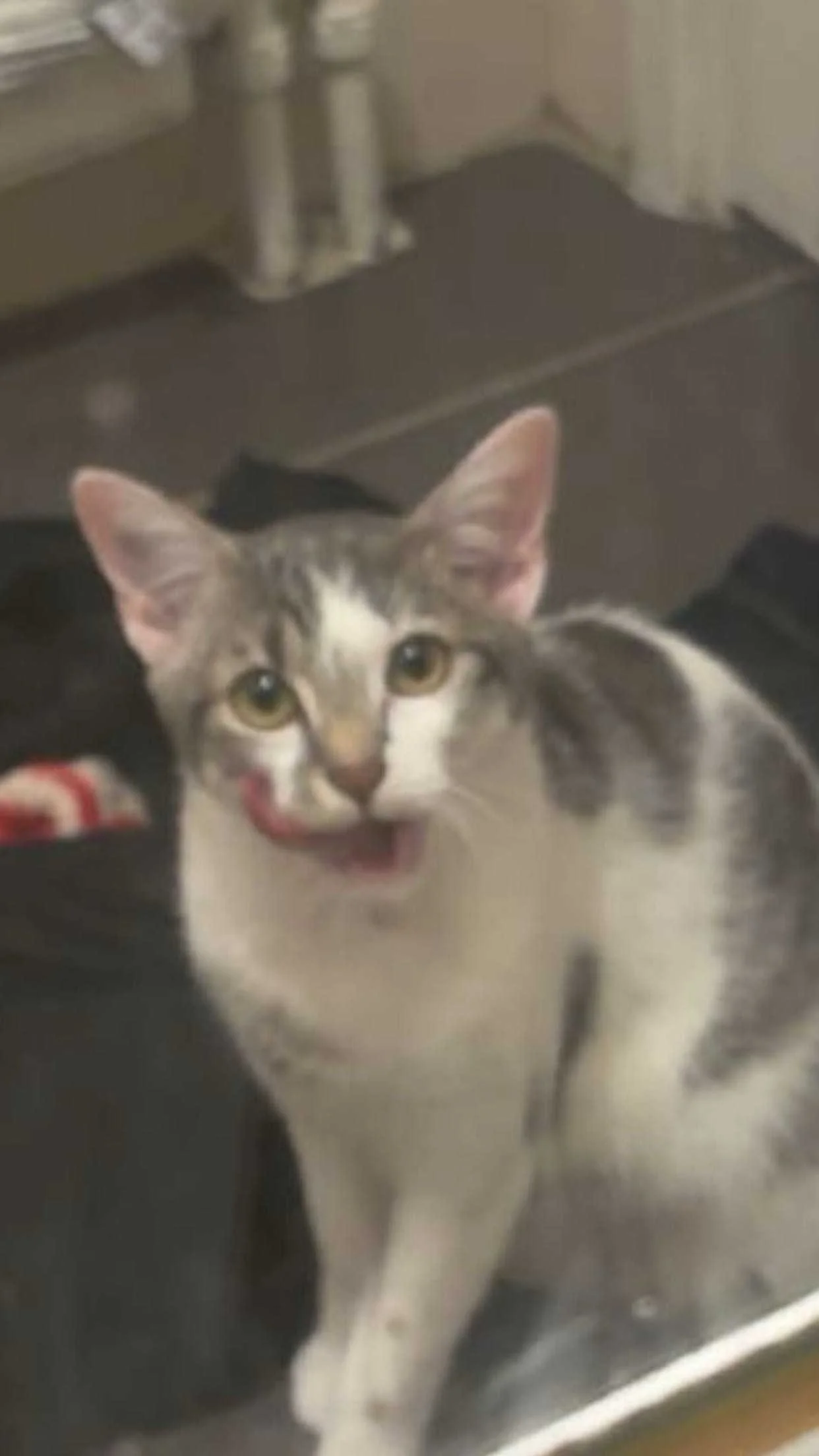 cagnotte cause animale