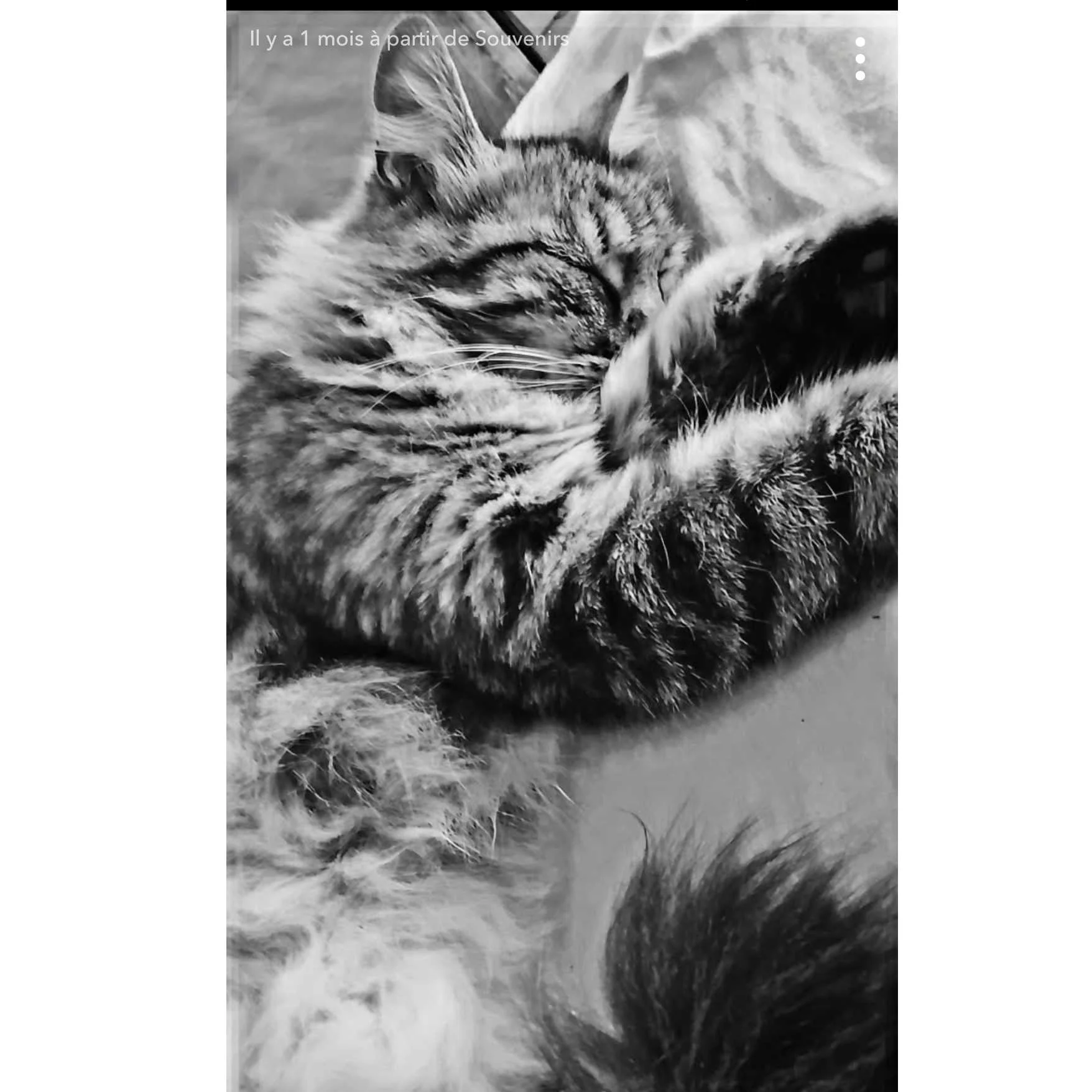 cagnotte cause animale