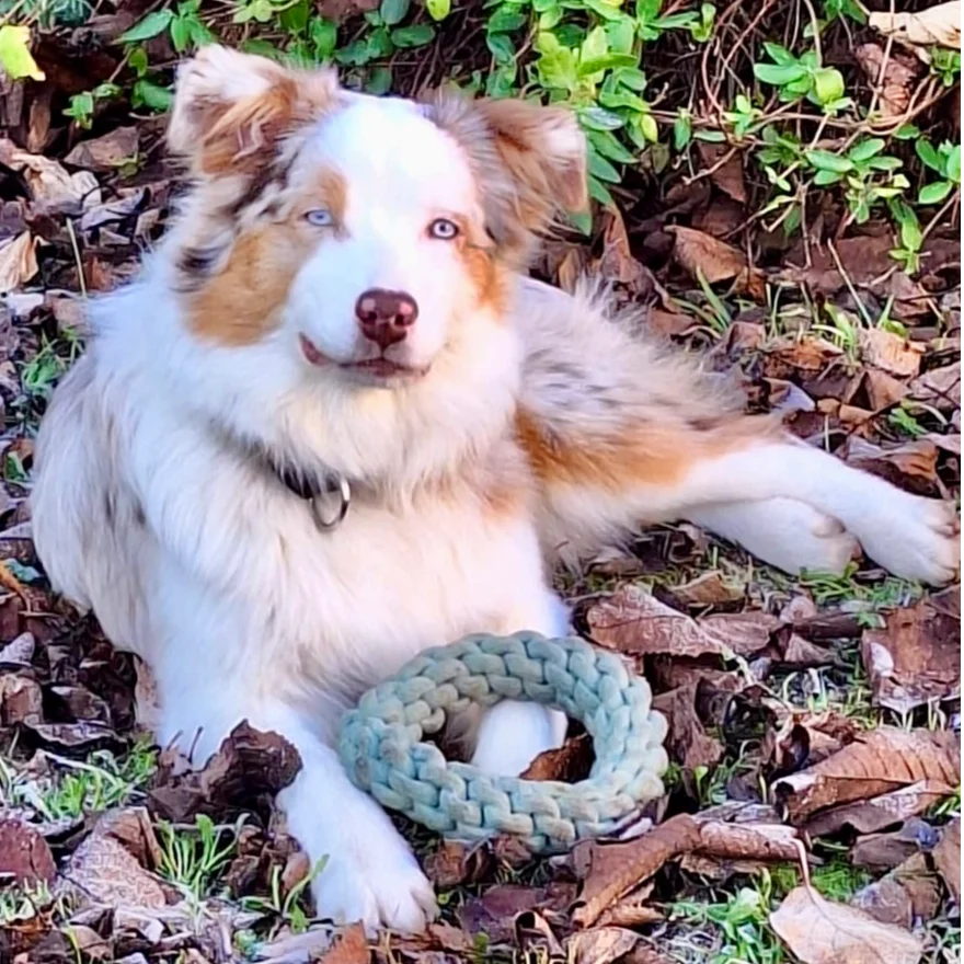 cagnotte cause animale