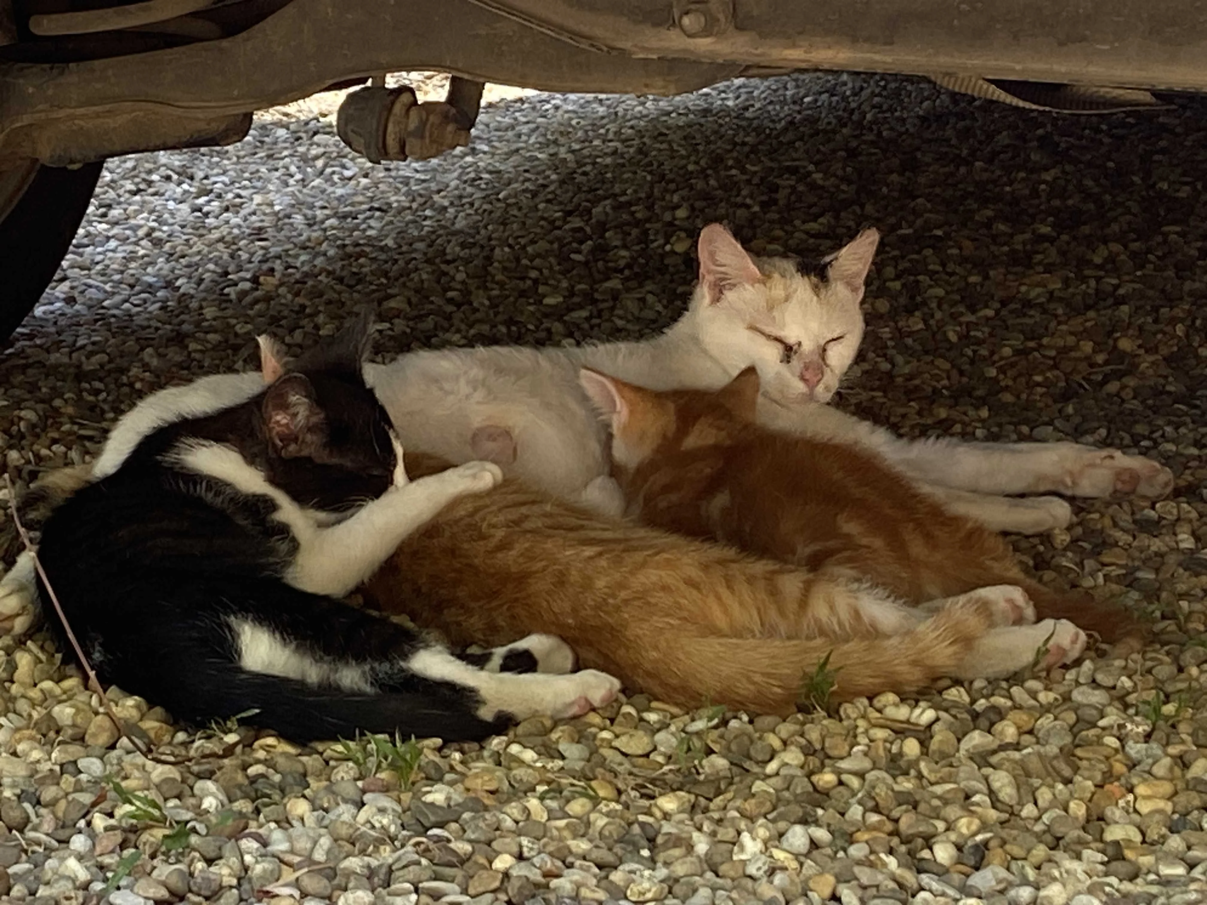 cagnotte cause animale