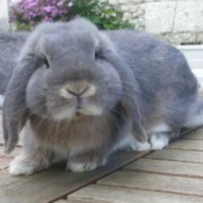 cagnotte cause animale
