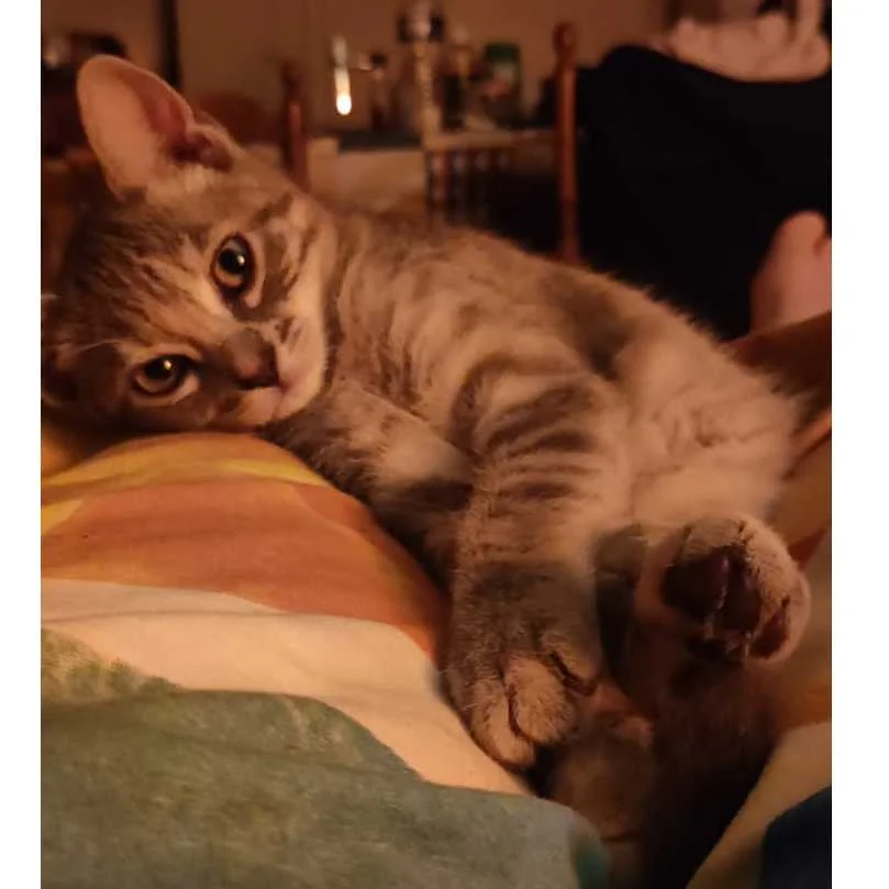 cagnotte solidarité