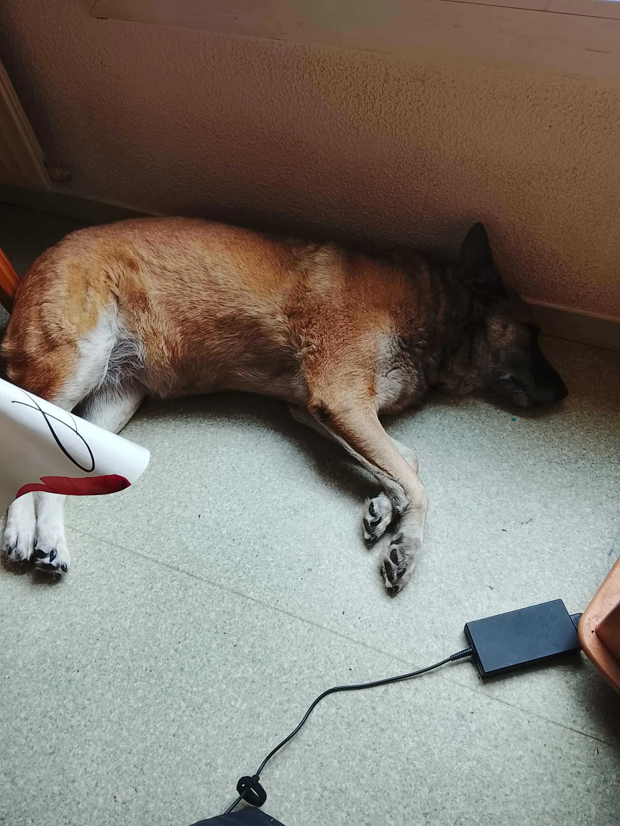 cagnotte cause animale