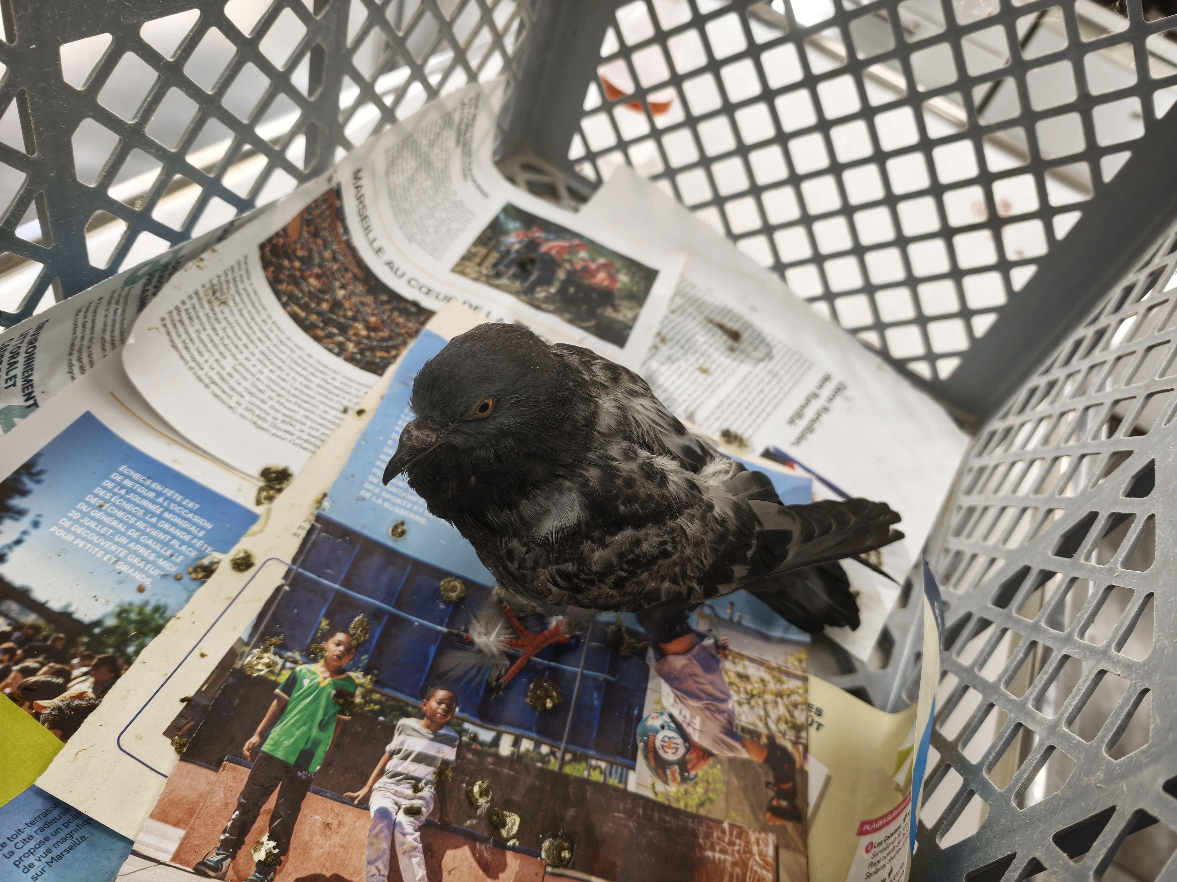 cagnotte cause animale
