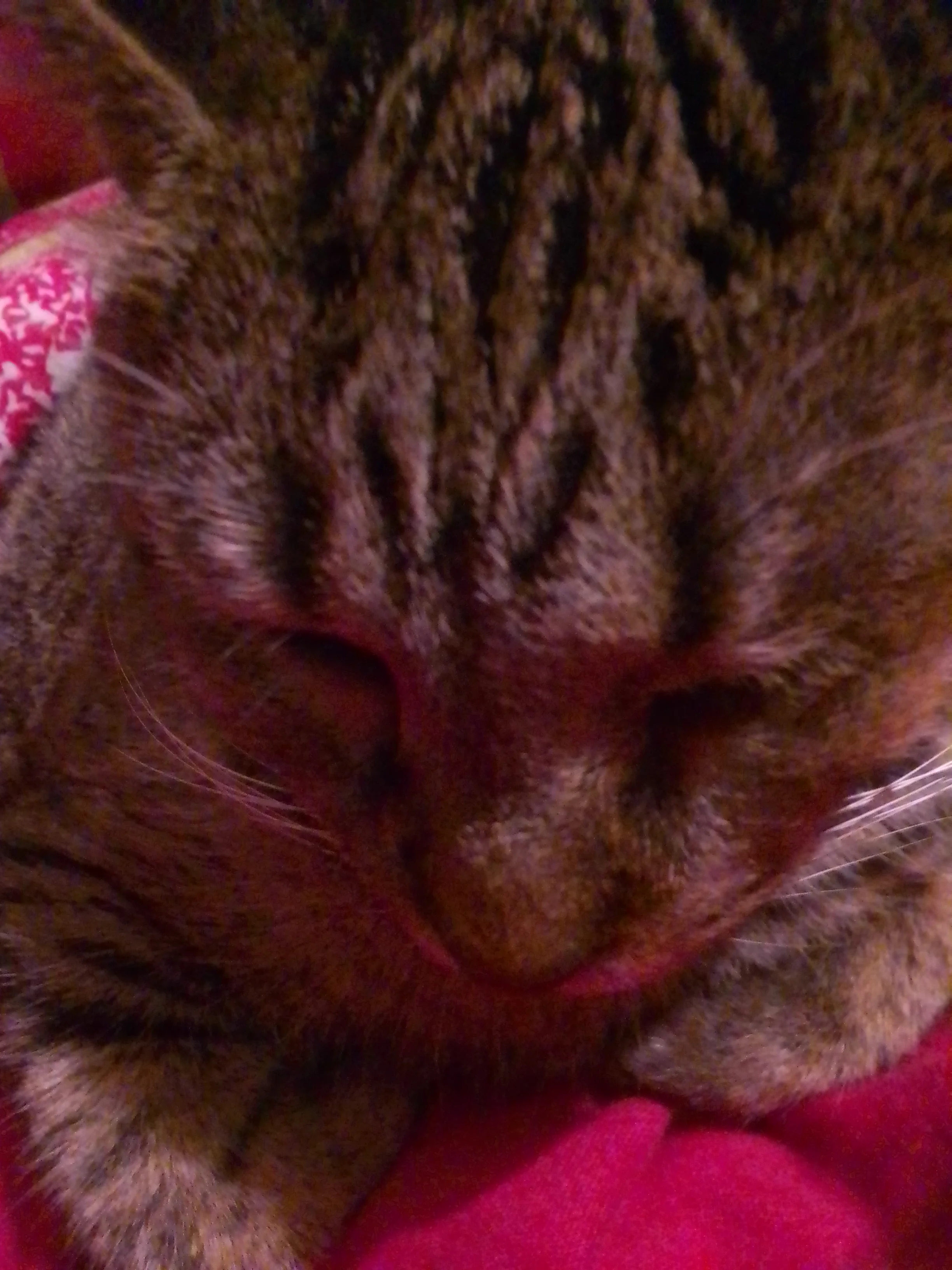 cagnotte cause animale