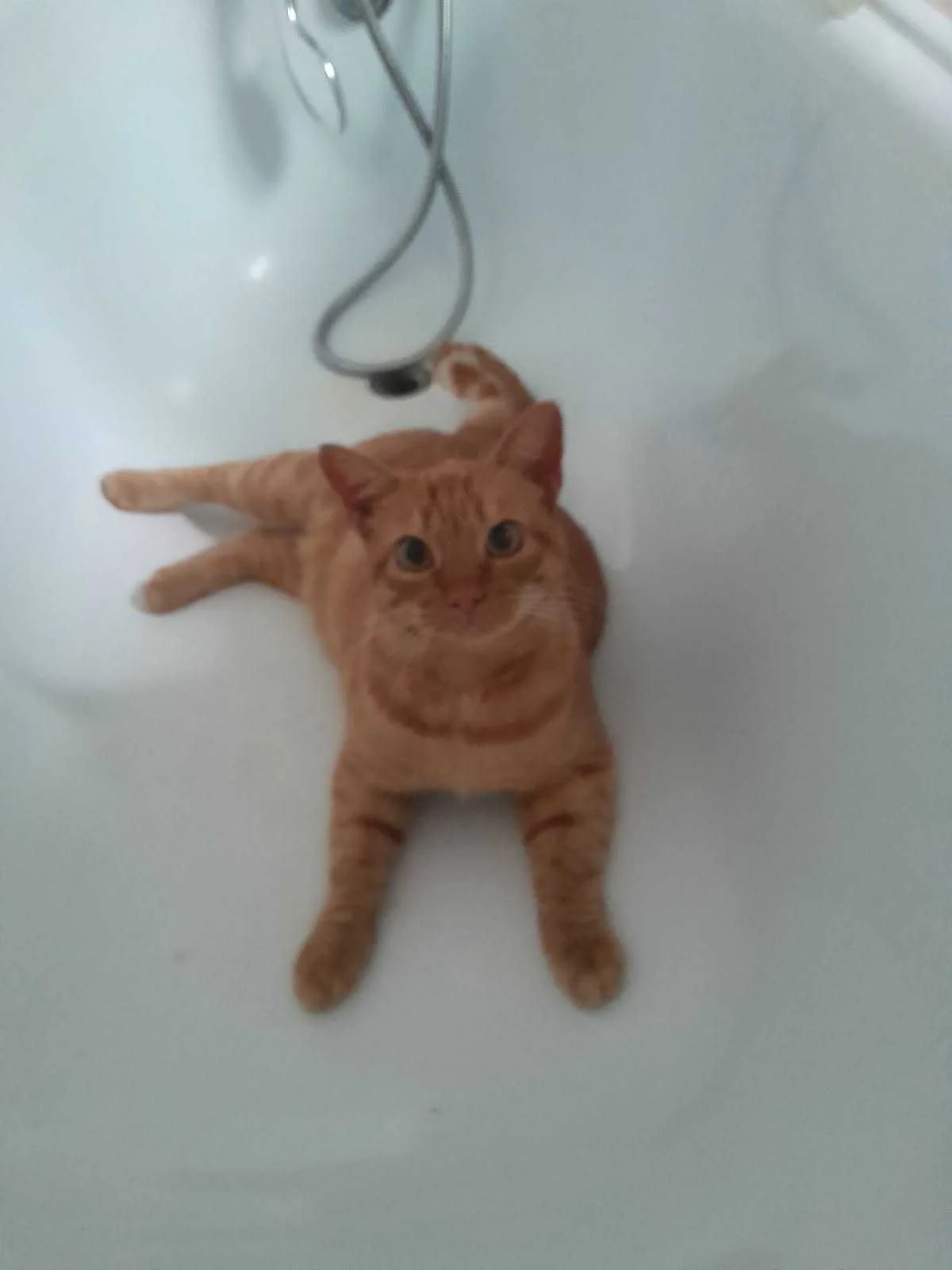 cagnotte cause animale