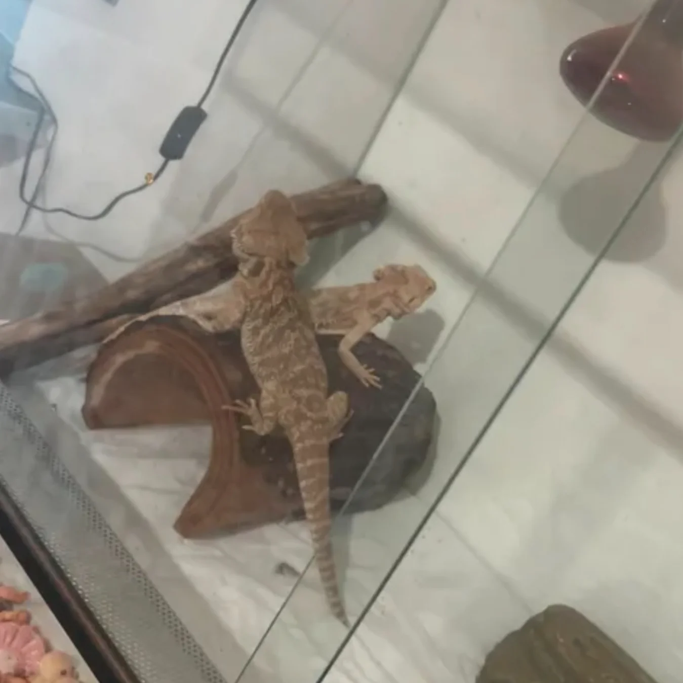 cagnotte cause animale