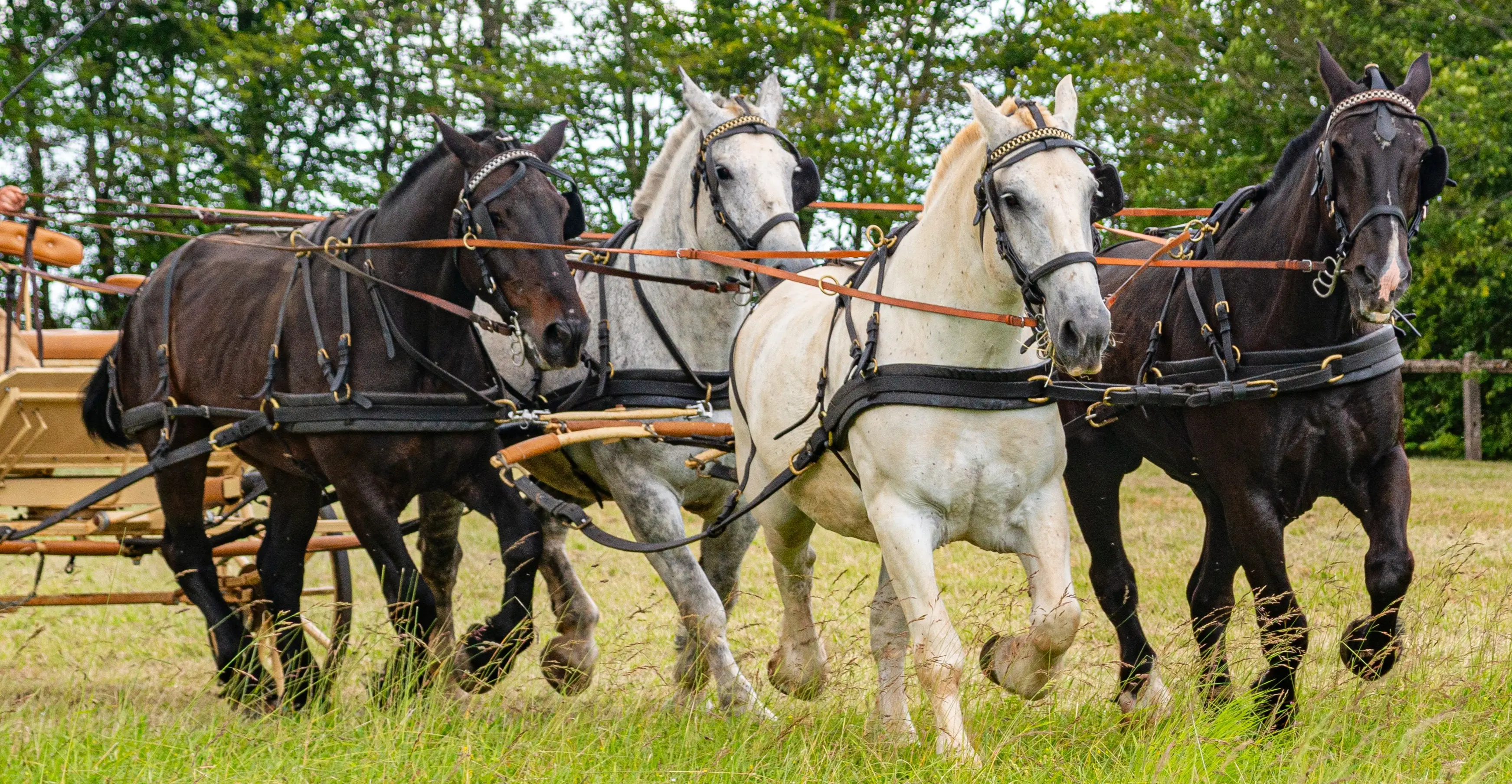 Visite et balade sur le domaine du Charmoi, présentation des chevaux, en intimité