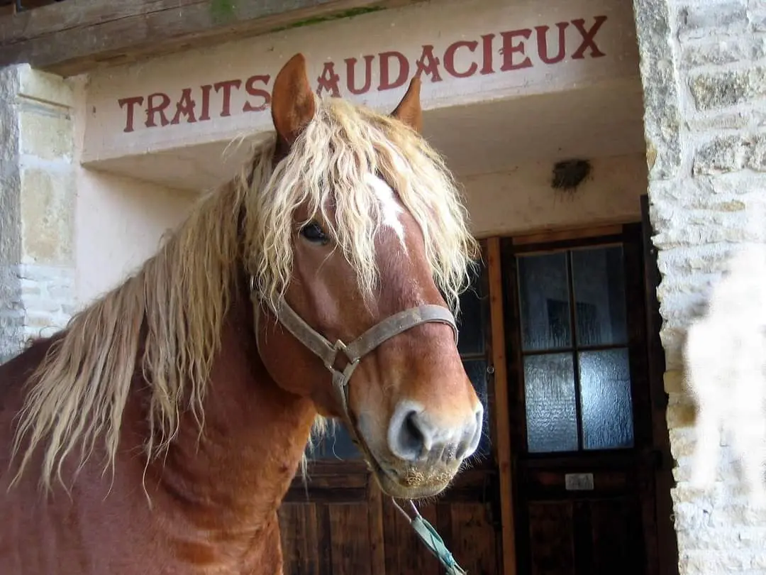 Une photo avec nos chevaux, sur place à la ferme 