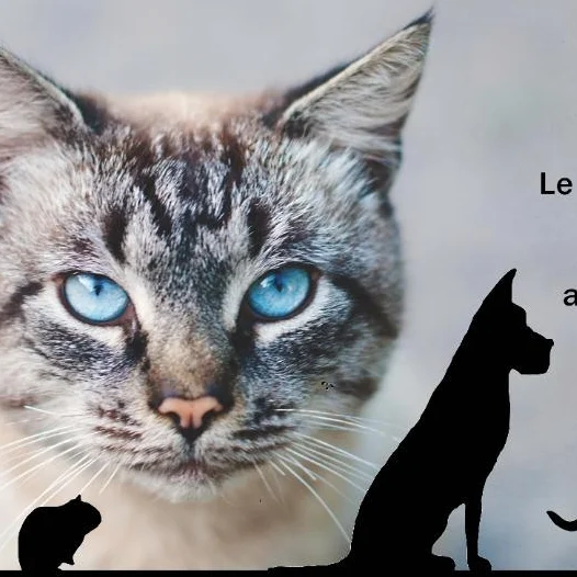 cagnotte cause animale