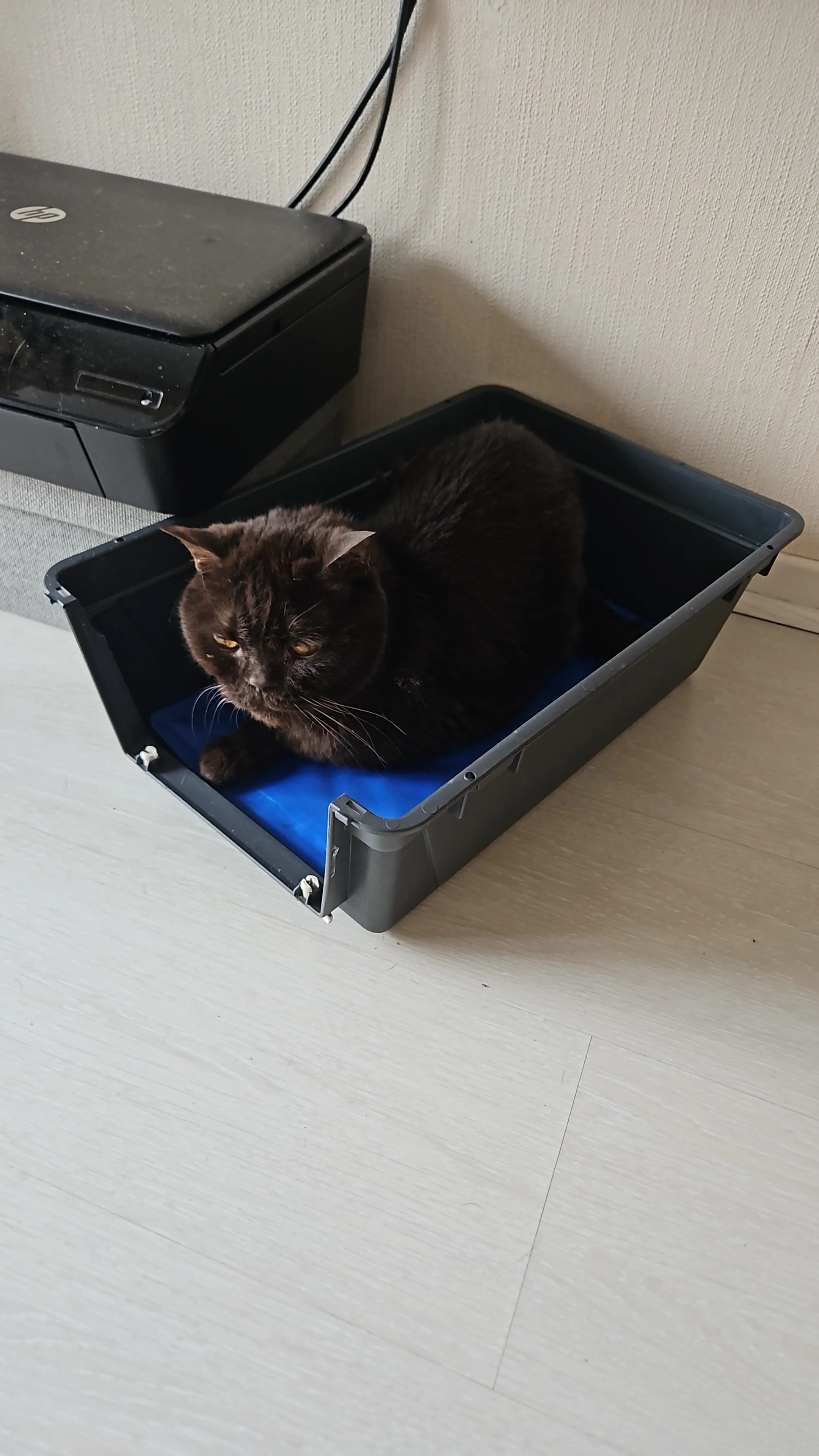 cagnotte cause animale