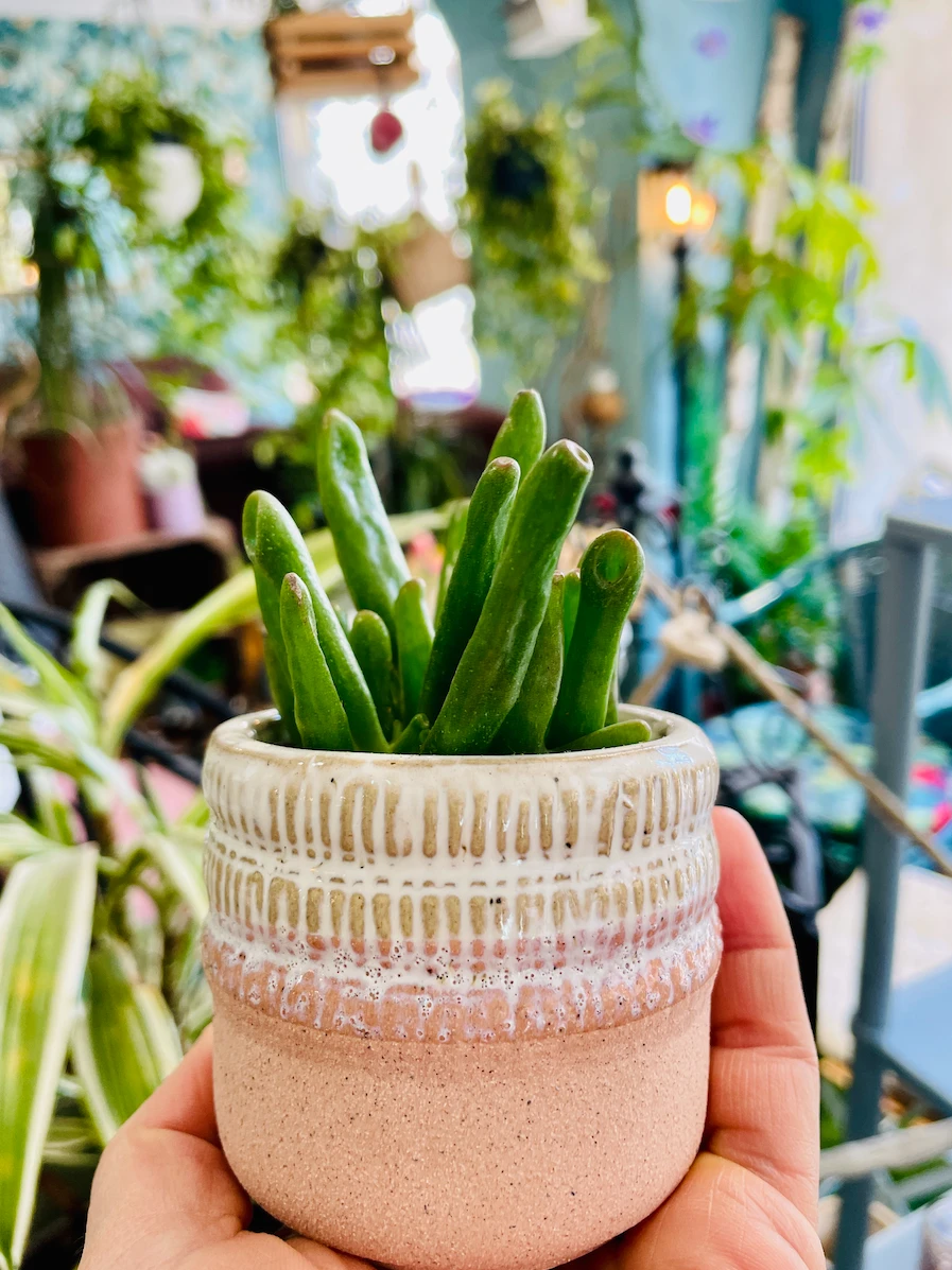 une mini plante