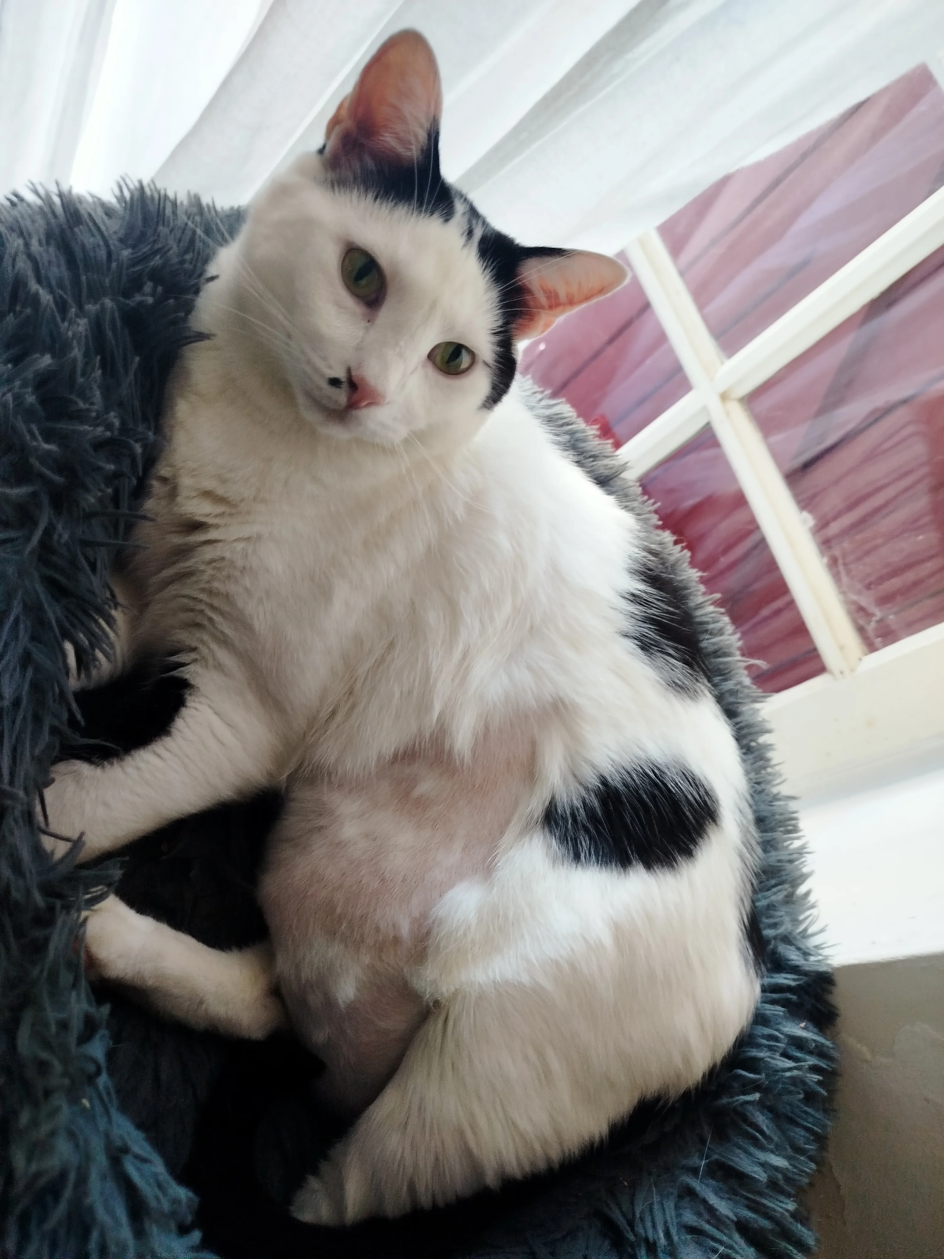 cagnotte cause animale