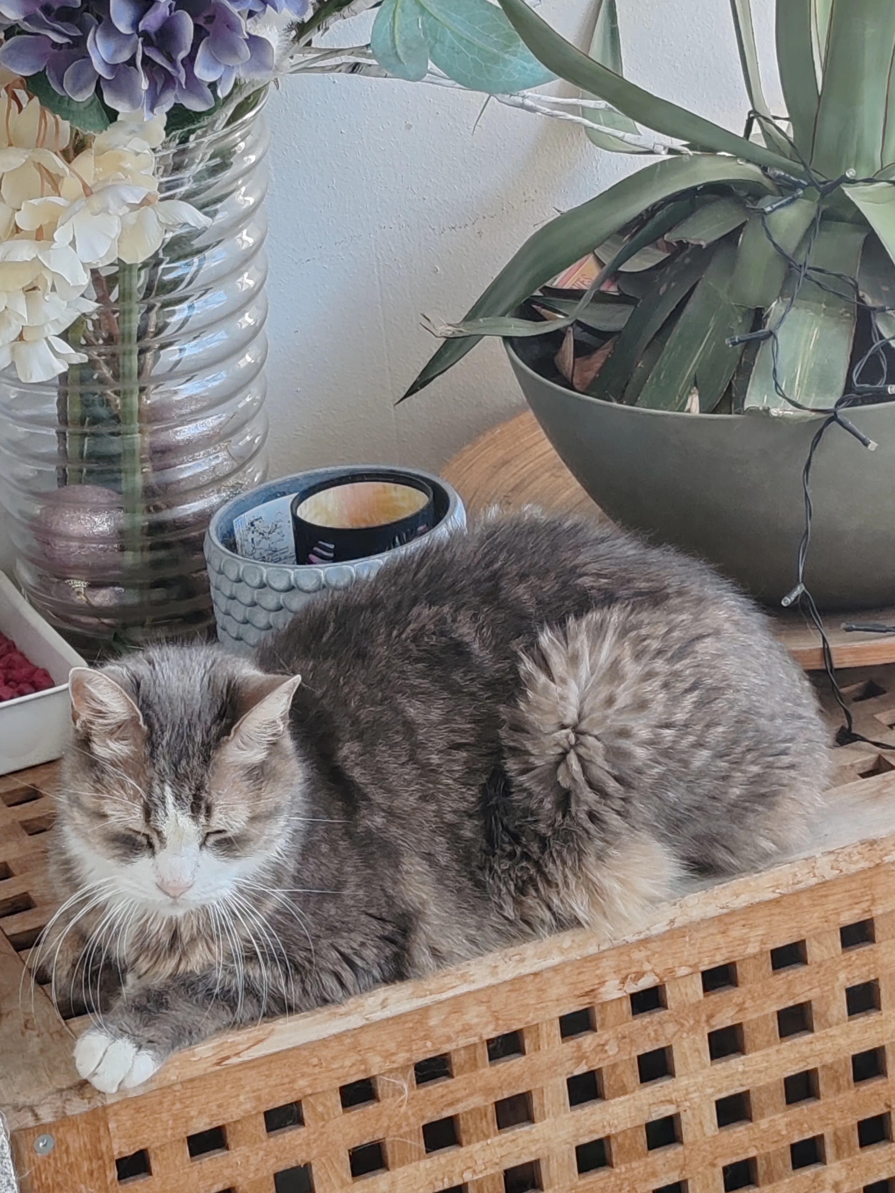 cagnotte cause animale