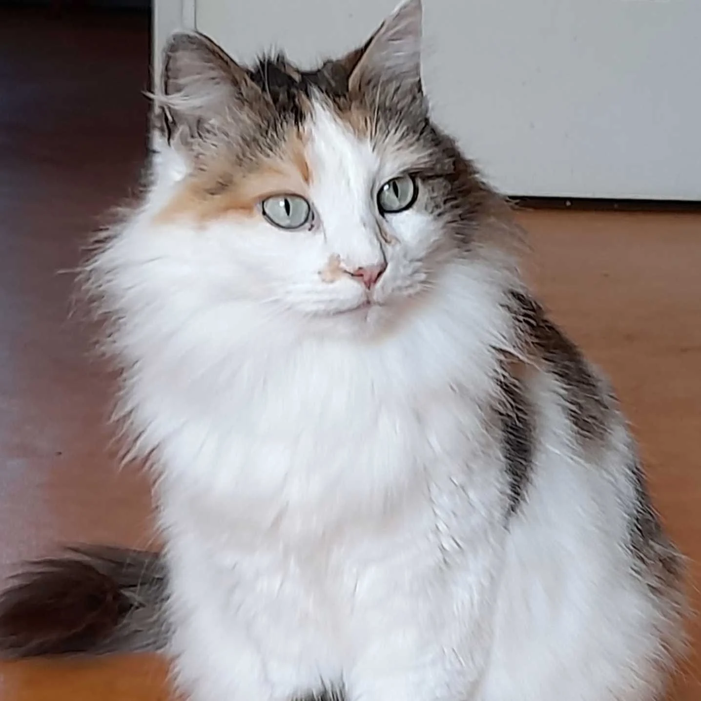 cagnotte cause animale