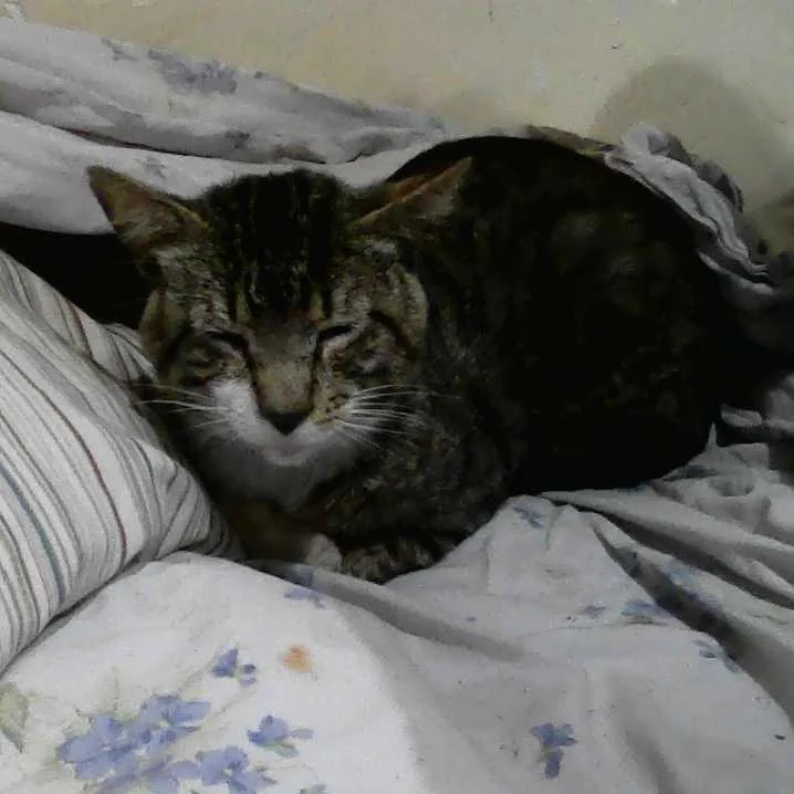 cagnotte cause animale