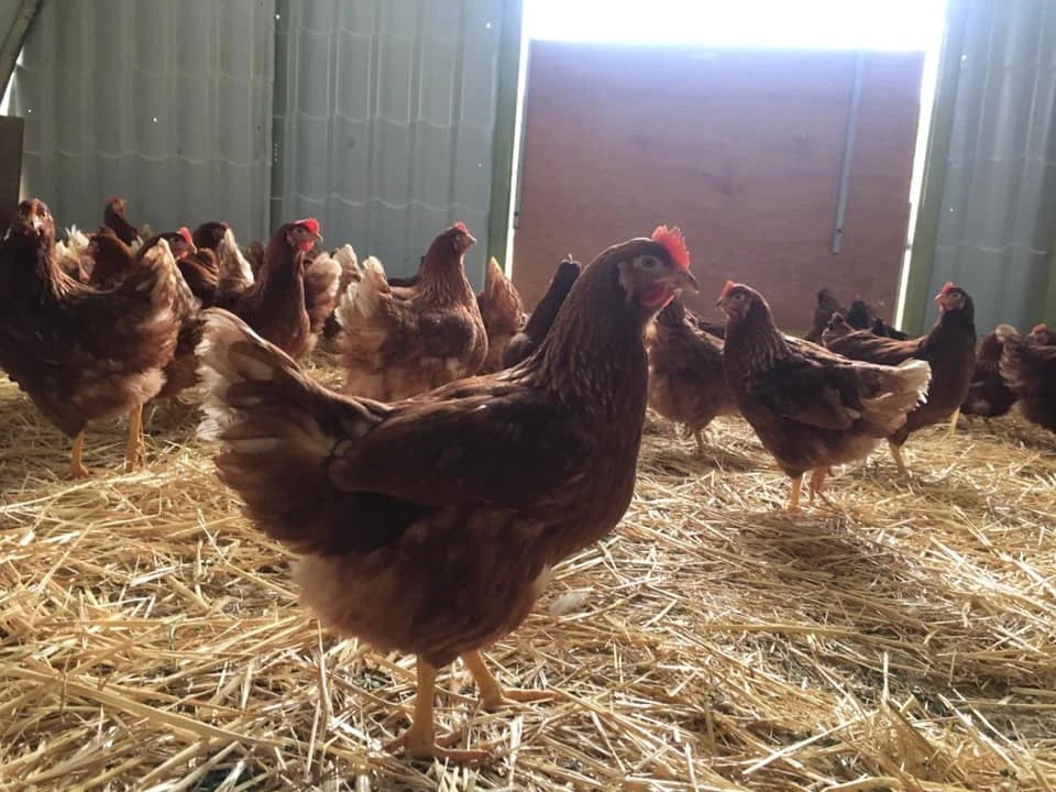 Parrainage d'une poule pondeuse Bio