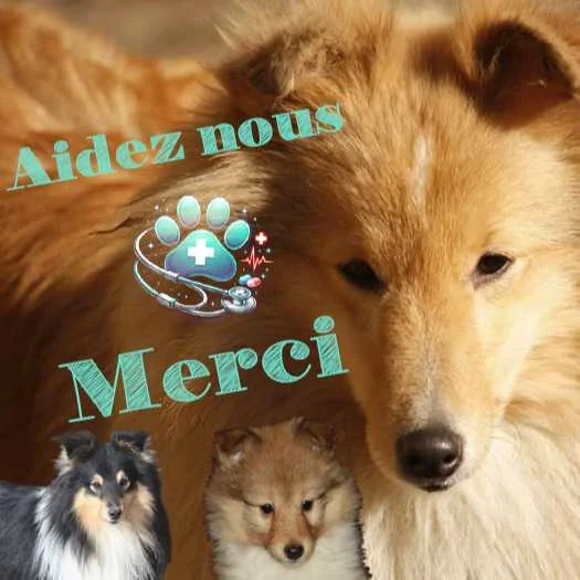 cagnotte cause animale