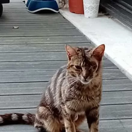 cagnotte cause animale