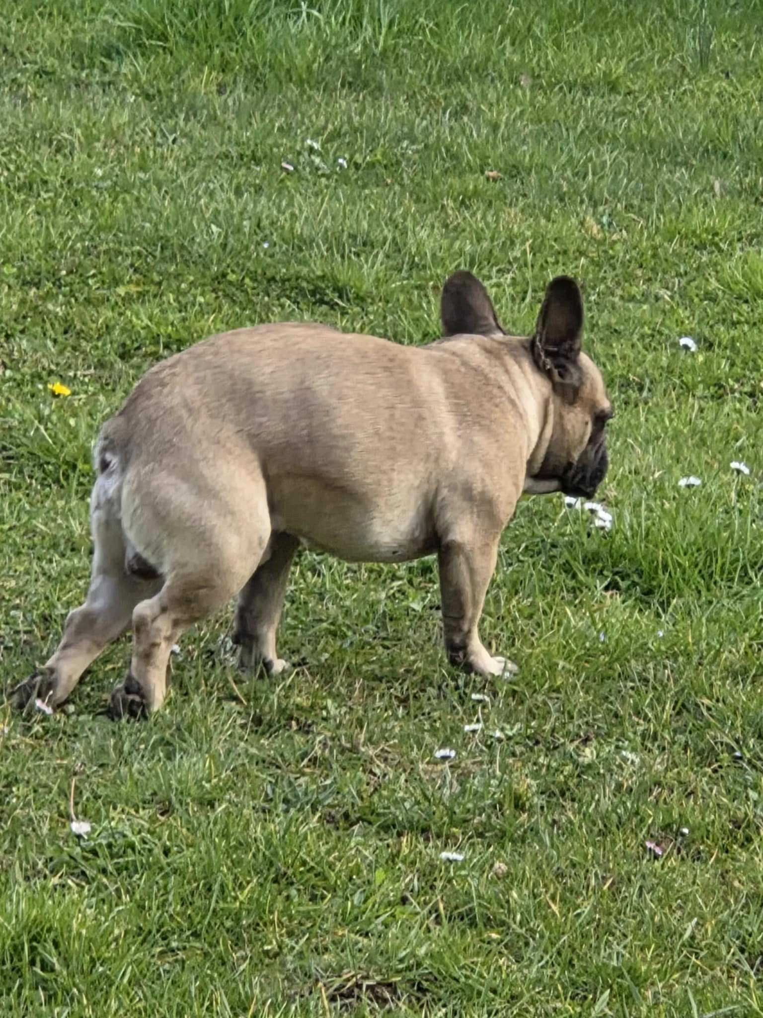 cagnotte cause animale