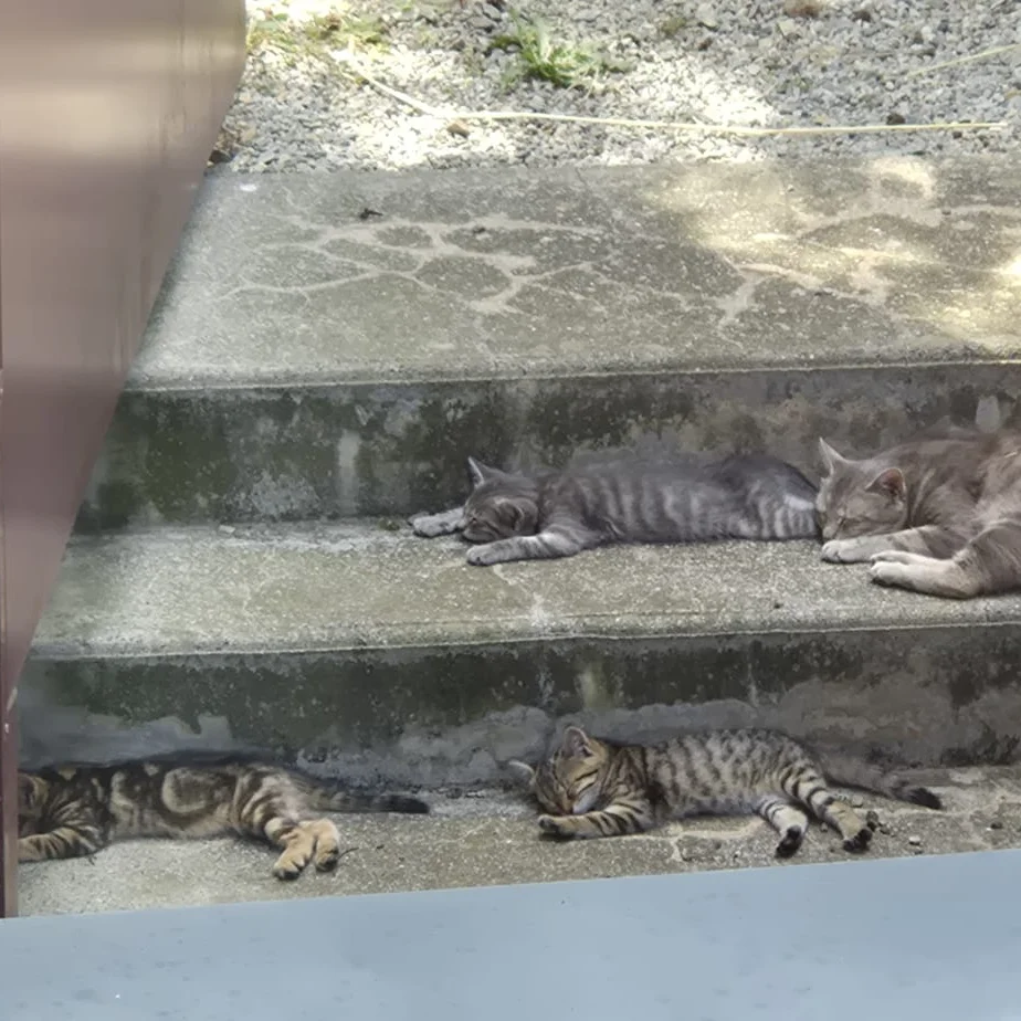 cagnotte cause animale