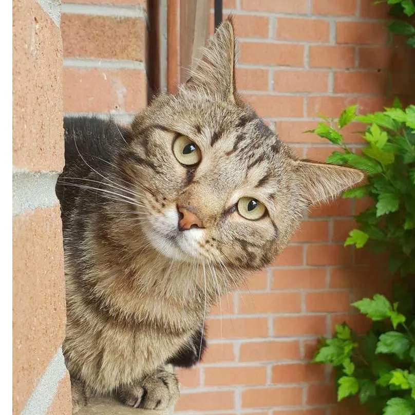cagnotte cause animale