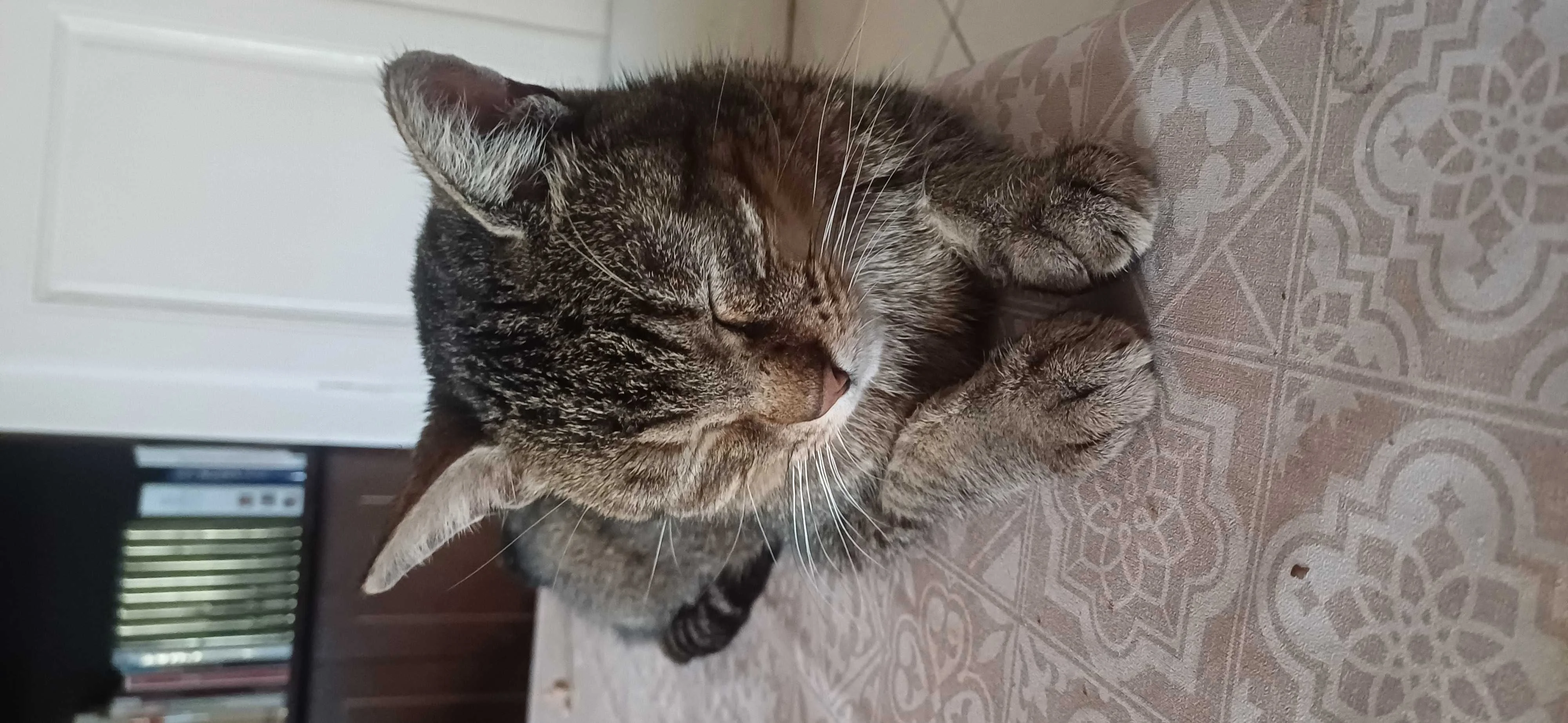 cagnotte cause animale